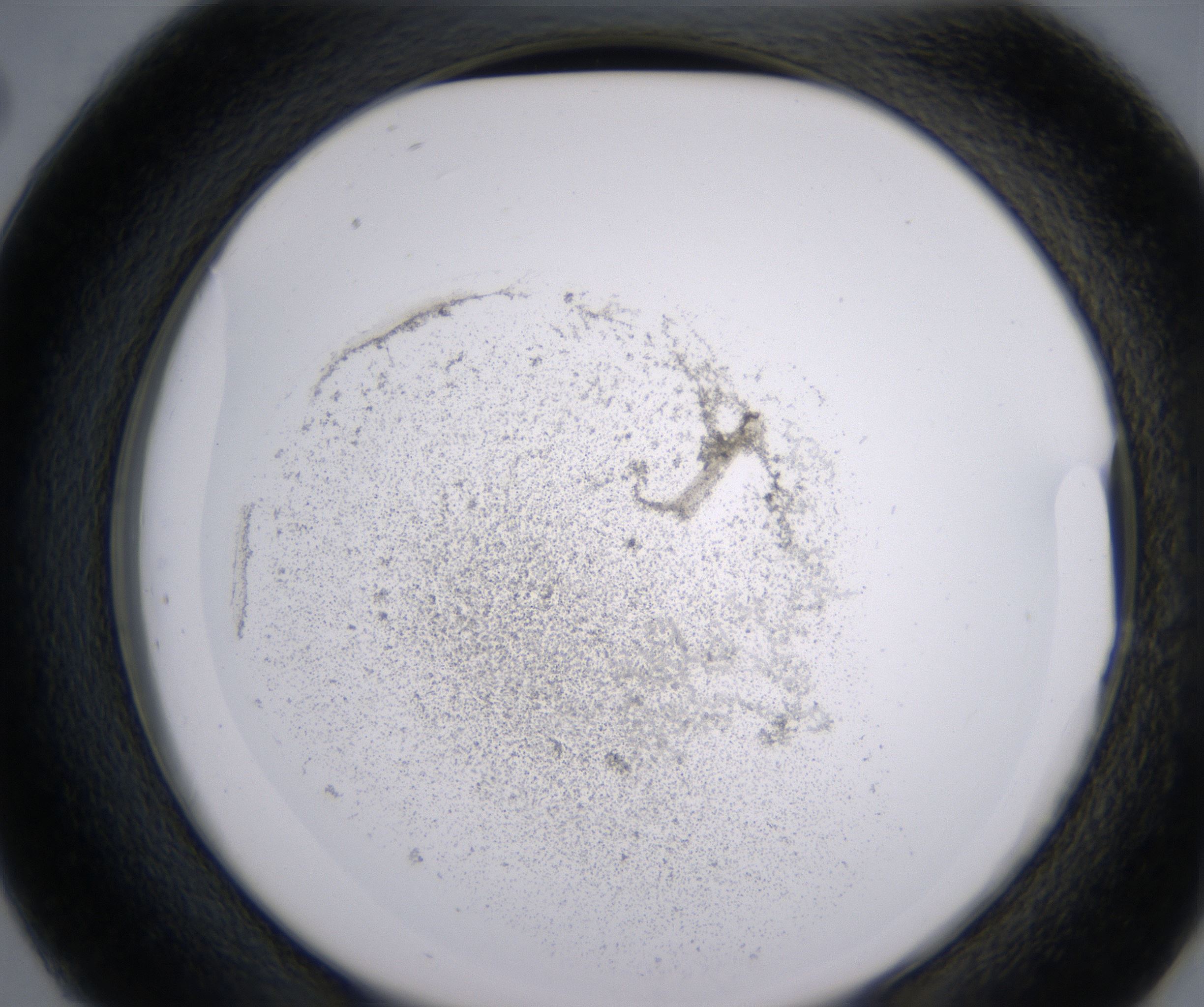 D2_HighResolution_Precipitate_2.jpg