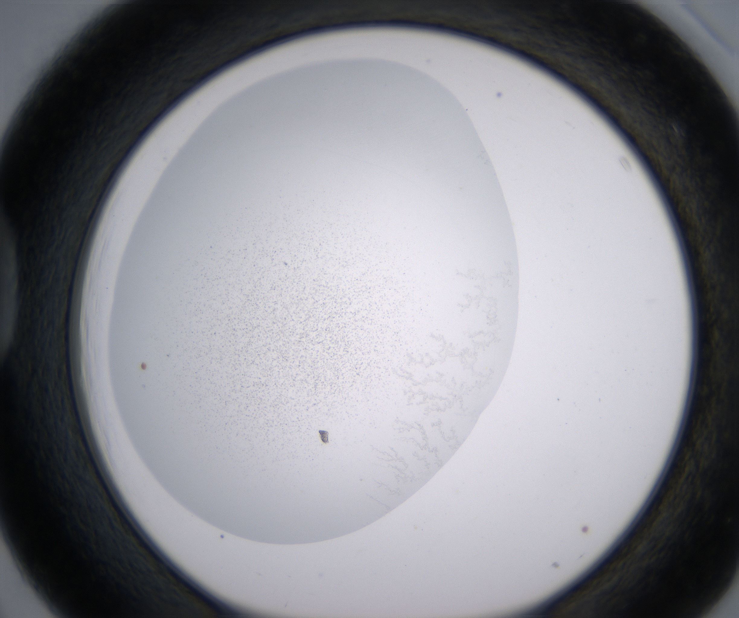D3_HighResolution_Precipitate_1.jpg