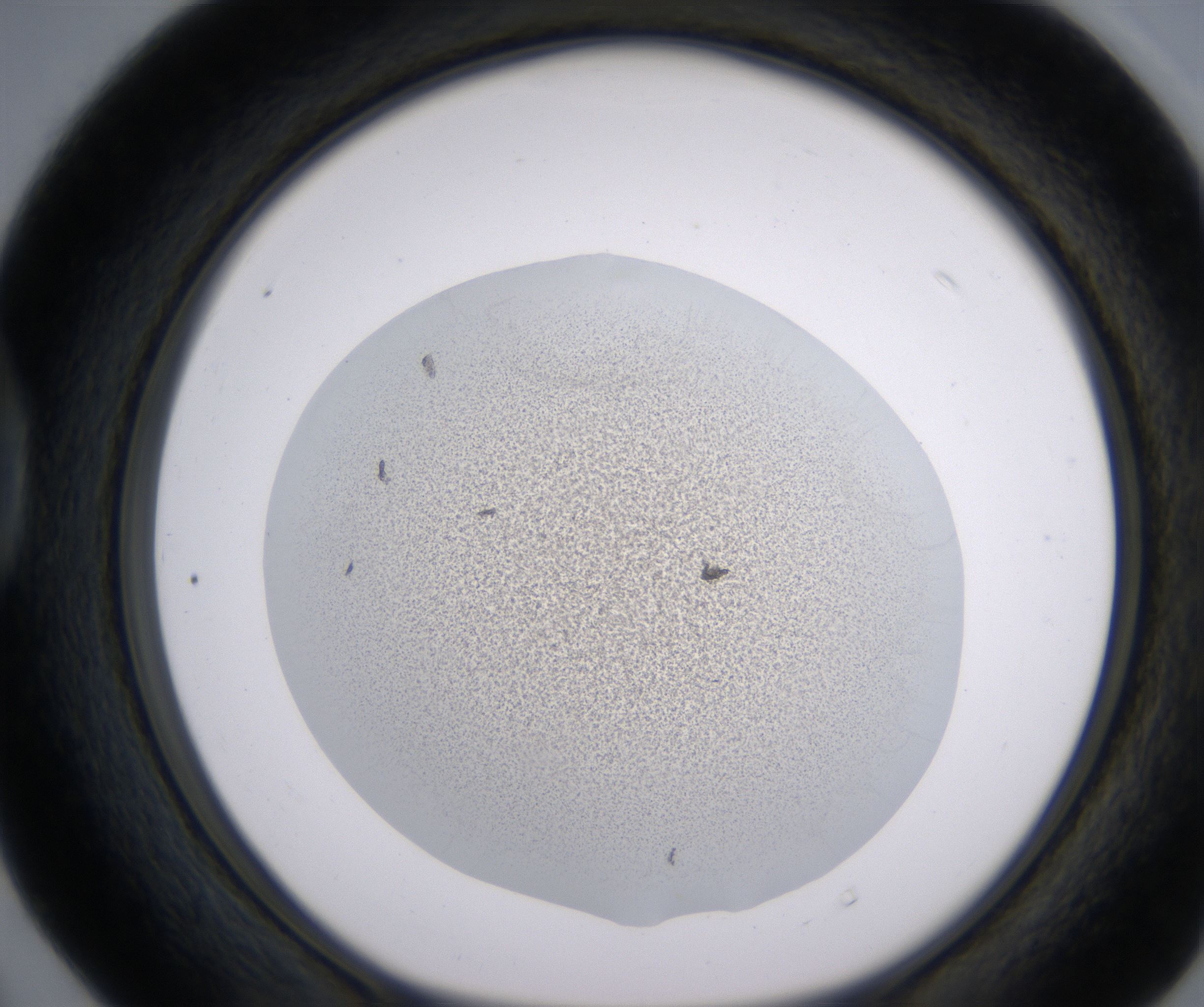 D4_HighResolution_Precipitate_1.jpg
