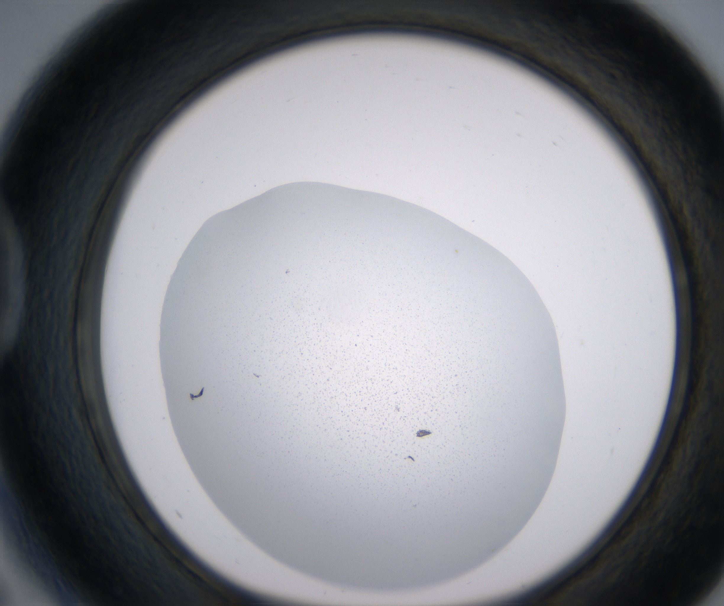 D5_HighResolution_Precipitate_1.jpg