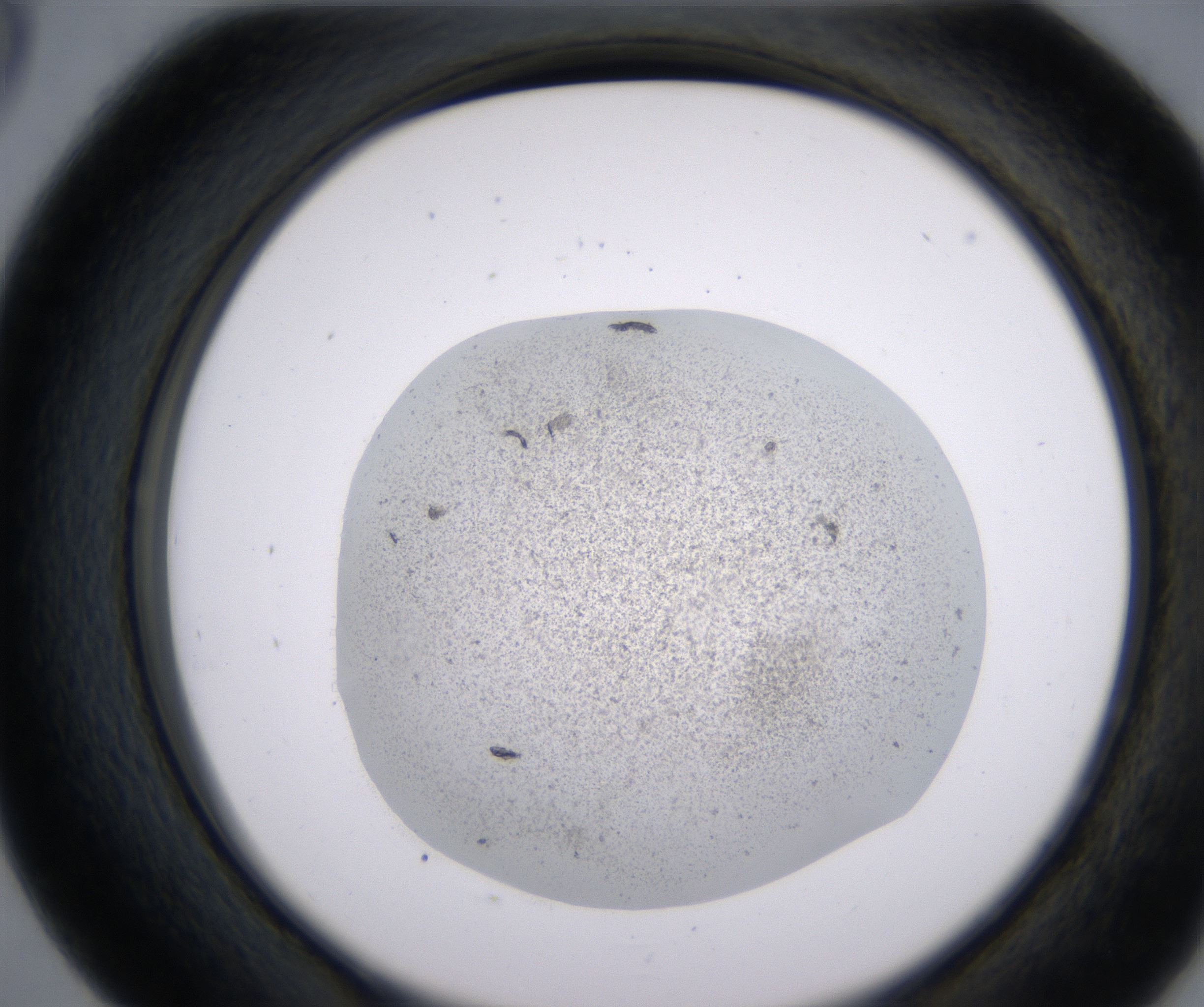 D5_HighResolution_Precipitate_2.jpg