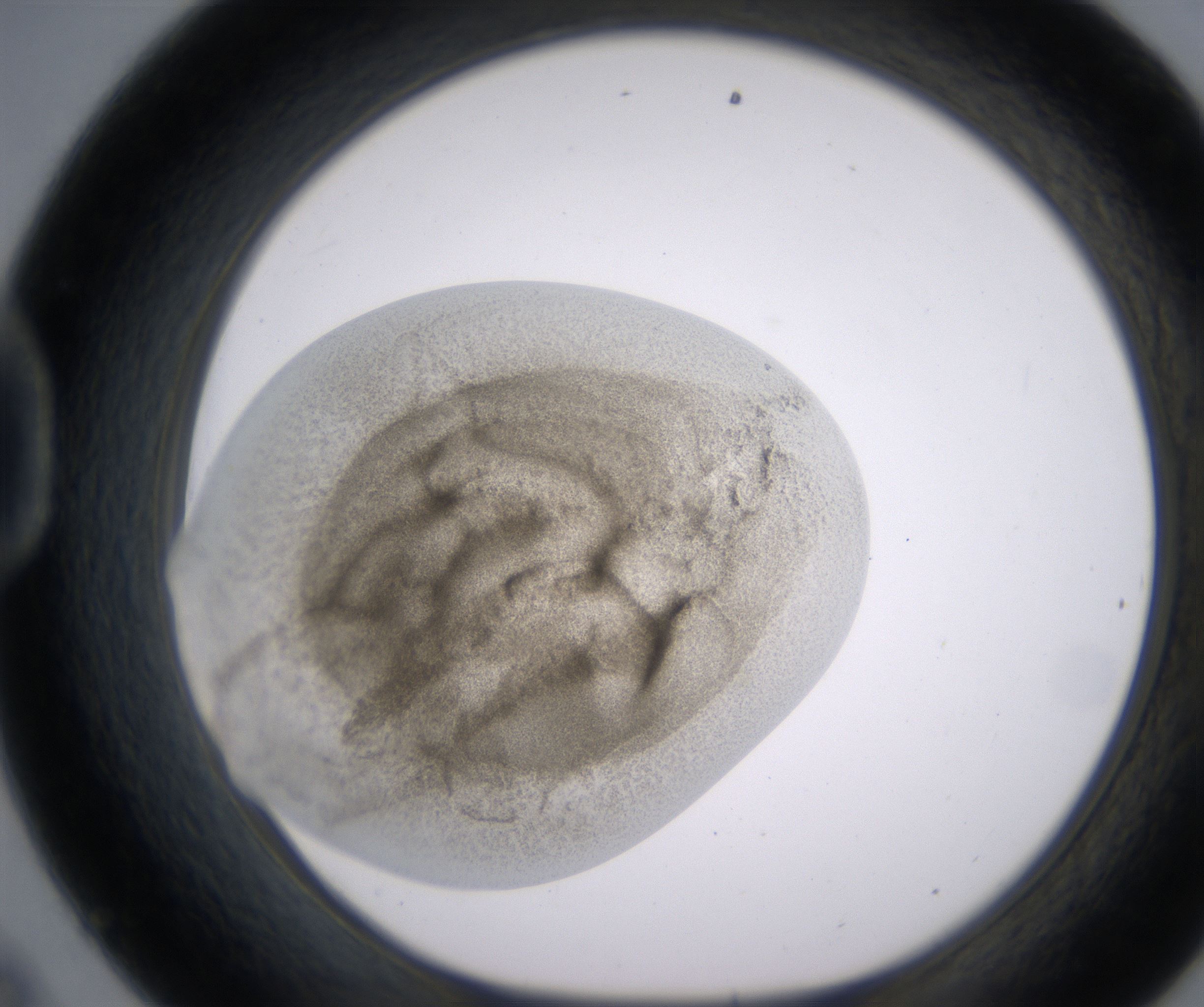 D9_HighResolution_Precipitate_1.jpg
