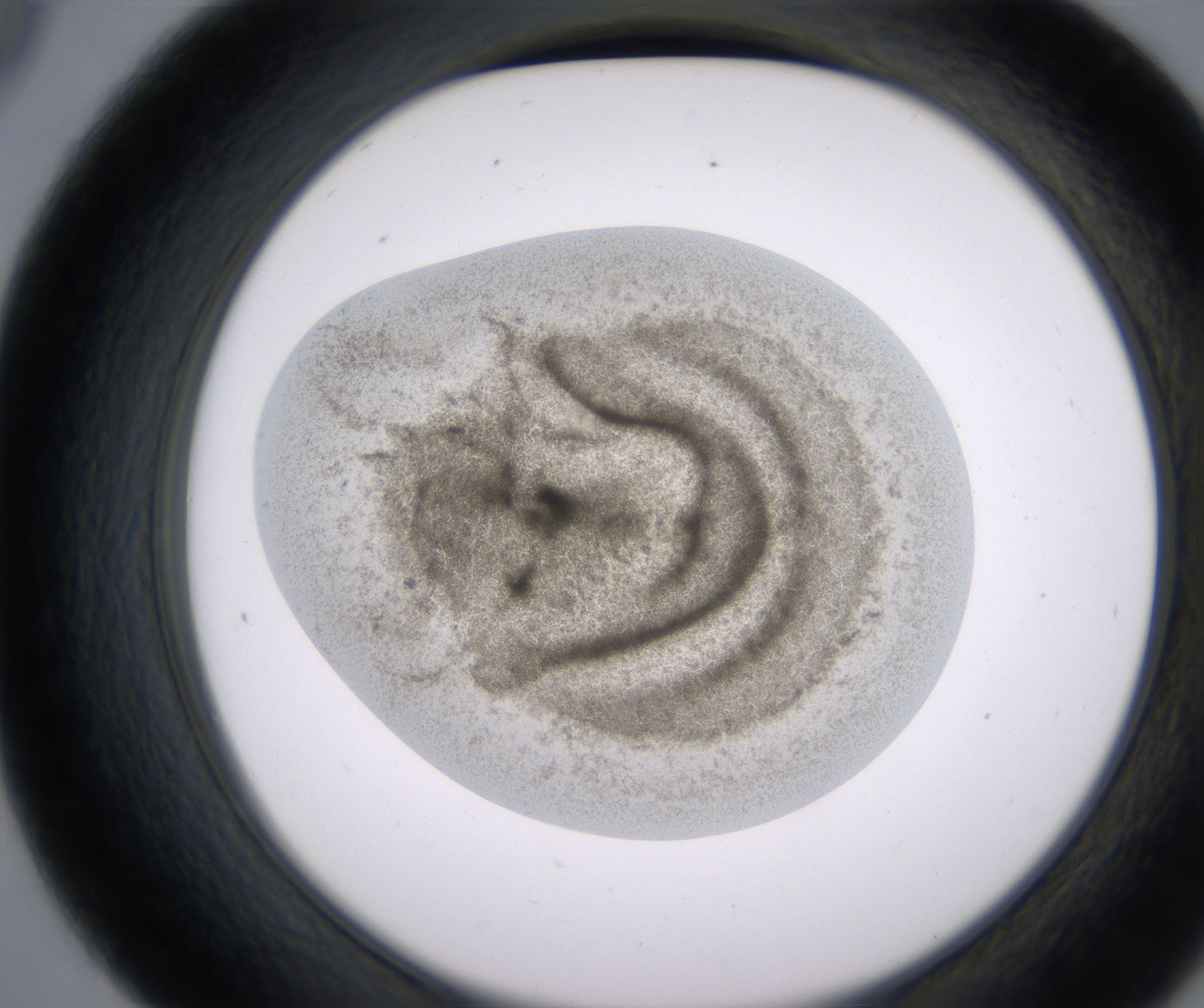 D9_HighResolution_Precipitate_2.jpg