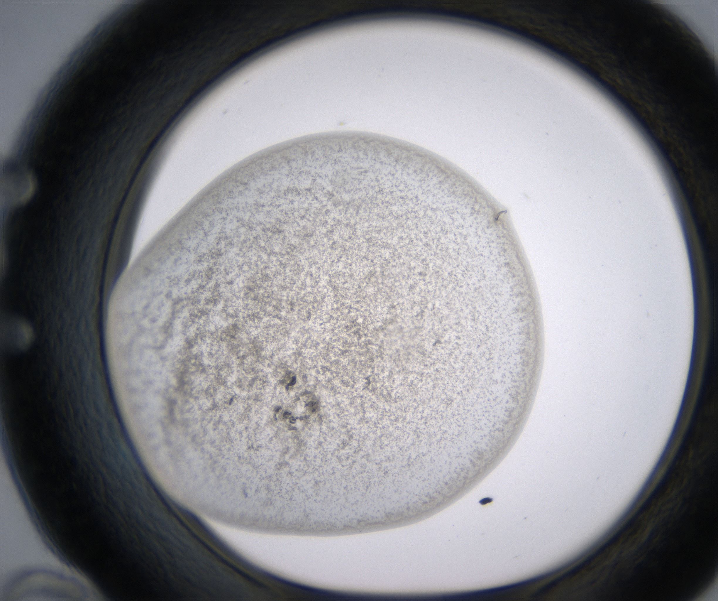 E10_HighResolution_Precipitate_1.jpg