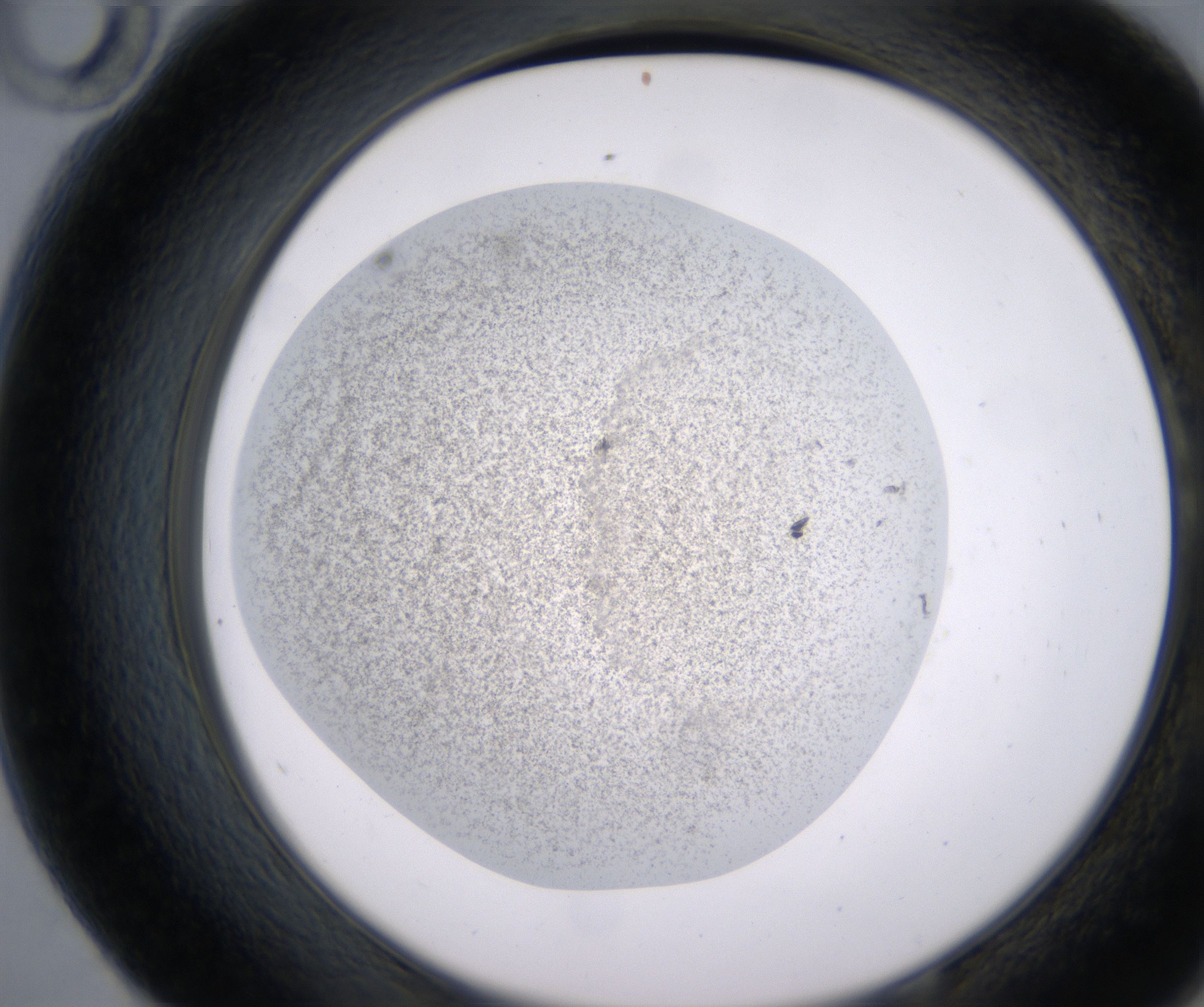 E10_HighResolution_Precipitate_2.jpg