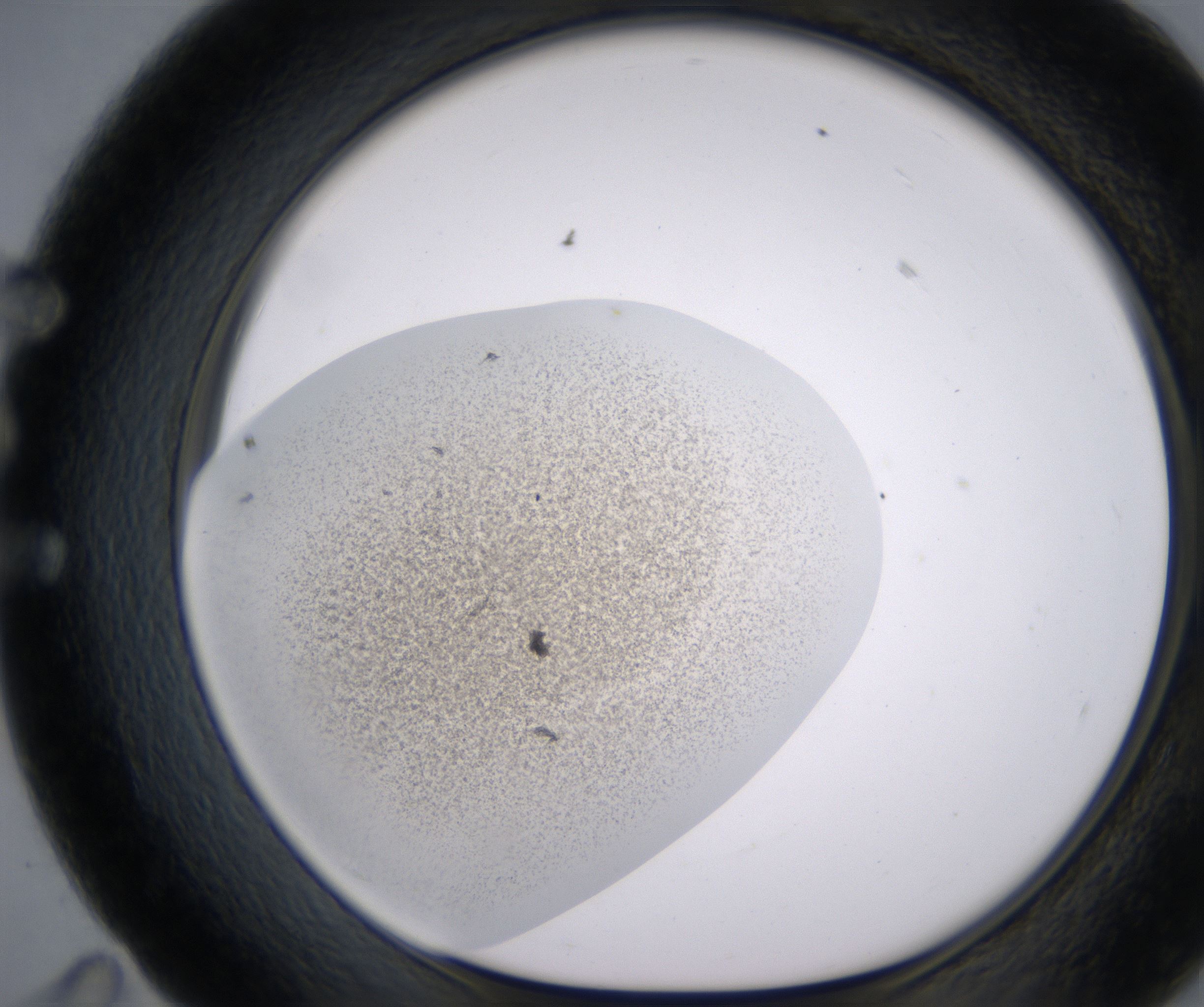 E11_HighResolution_Precipitate_1.jpg