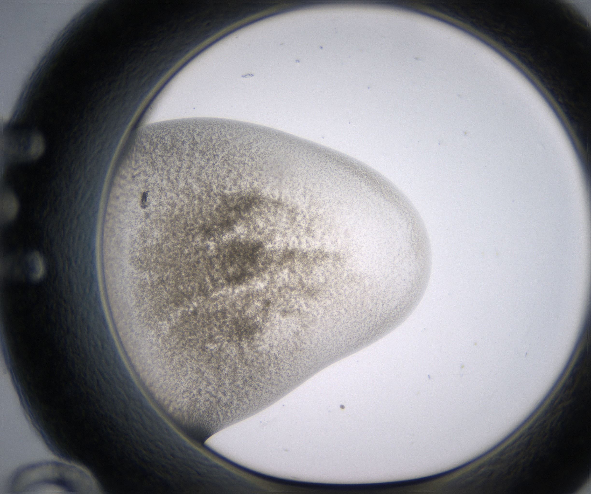 E12_HighResolution_Precipitate_1.jpg