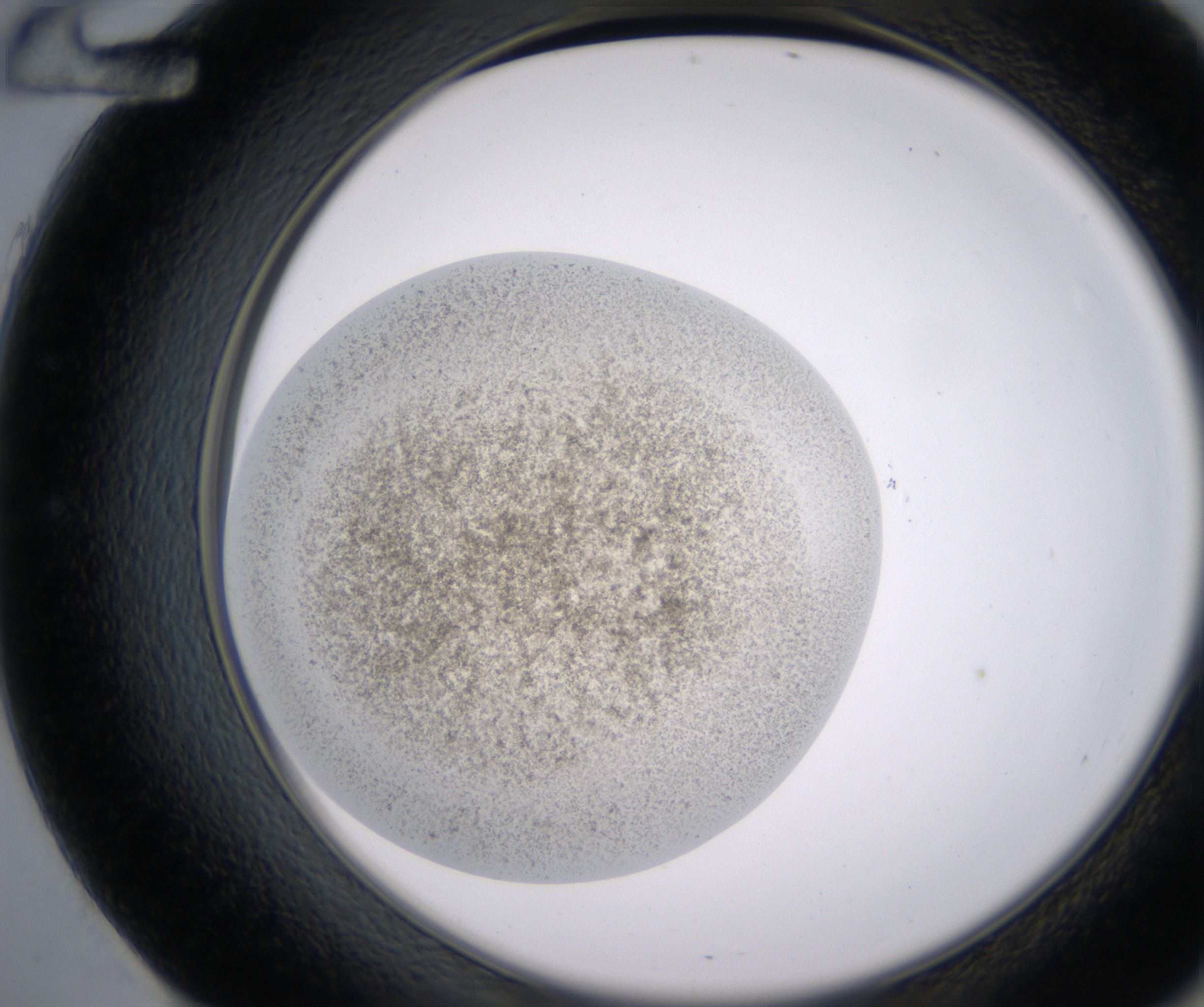 E12_HighResolution_Precipitate_2.jpg