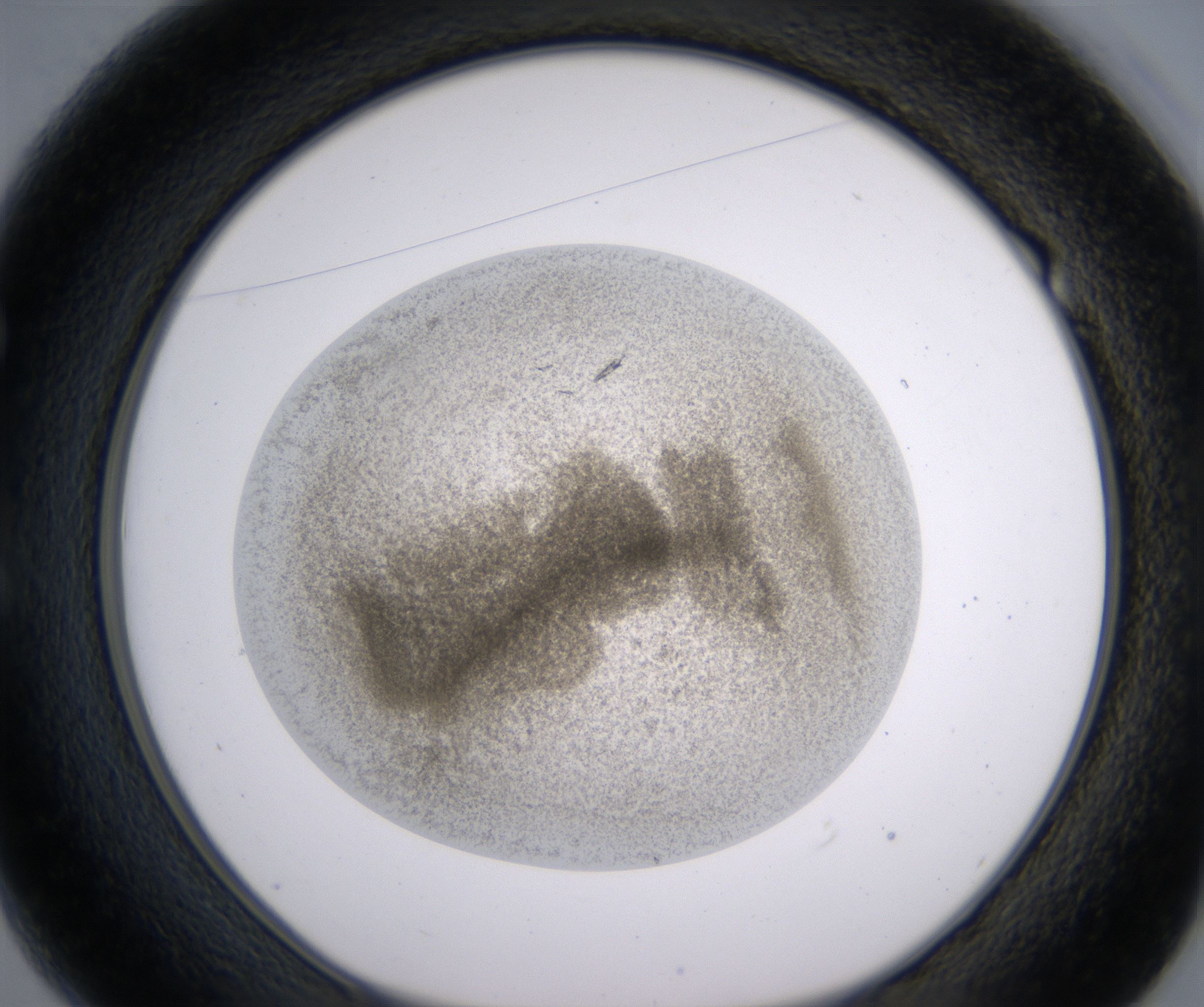 E1_HighResolution_Precipitate_1.jpg