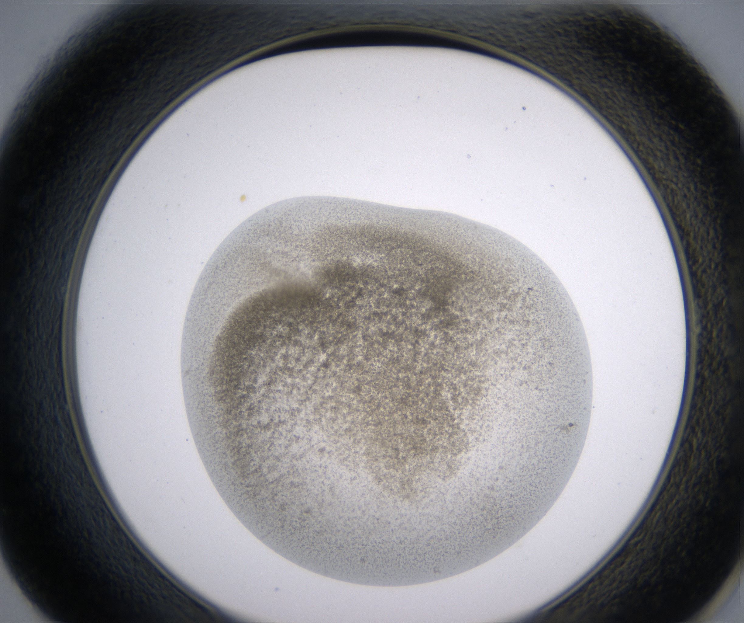 E1_HighResolution_Precipitate_2.jpg