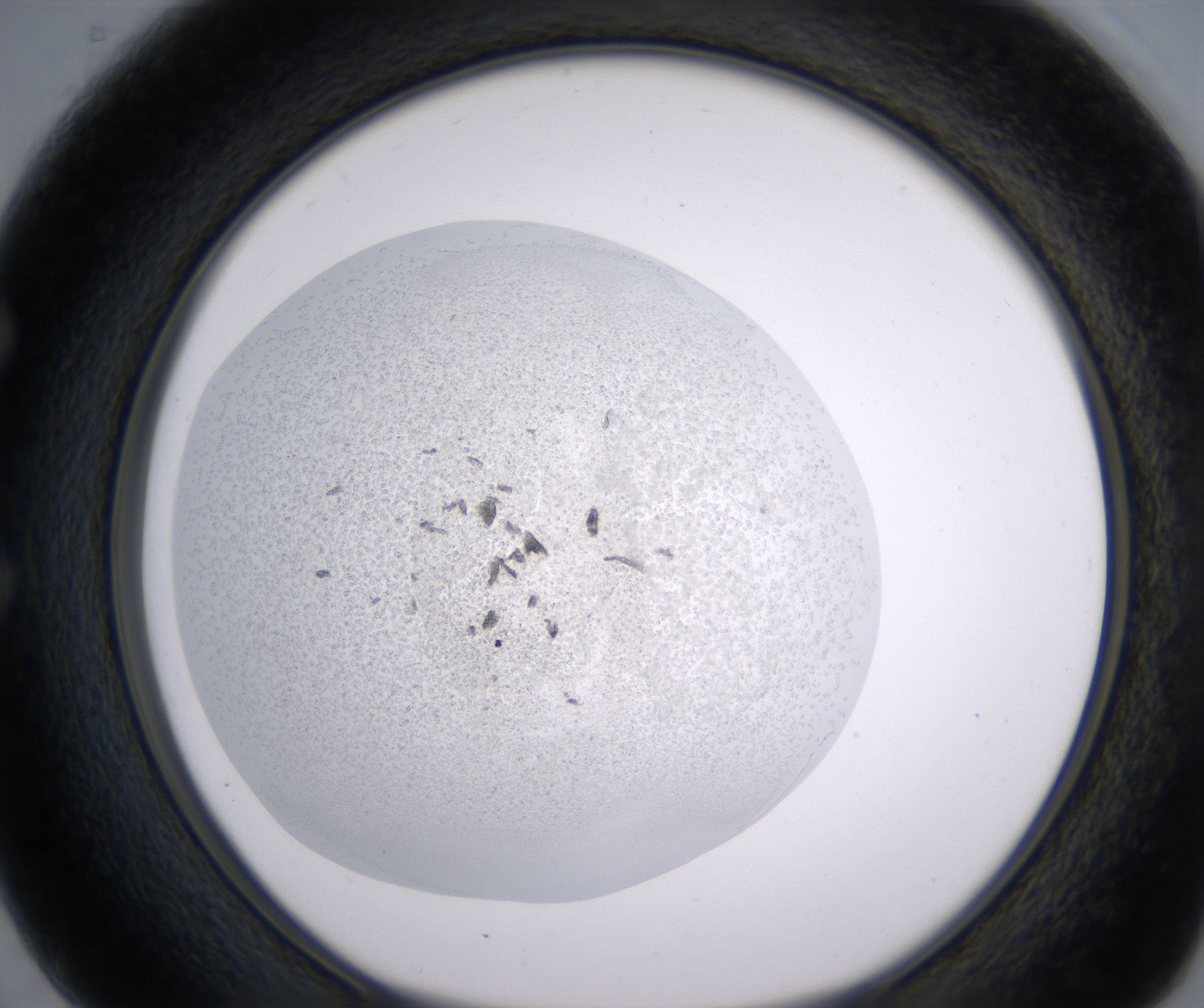 E2_HighResolution_Precipitate_1.jpg