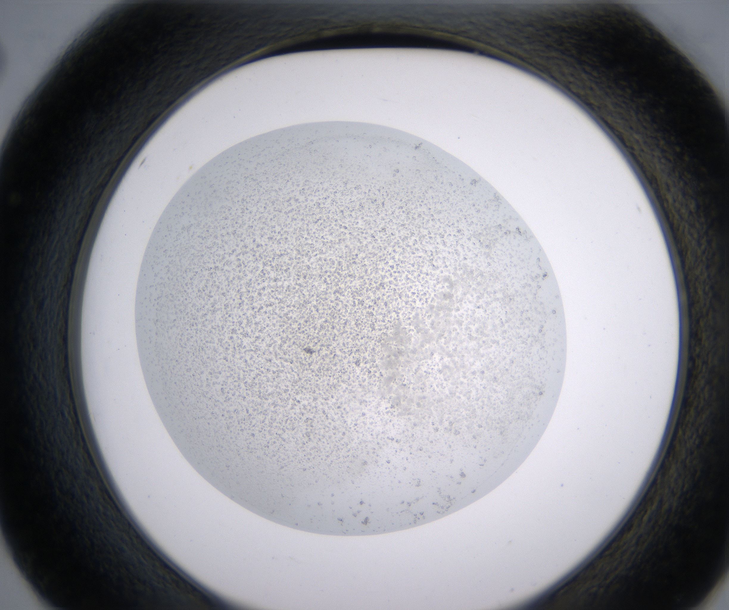 E2_HighResolution_Precipitate_2.jpg