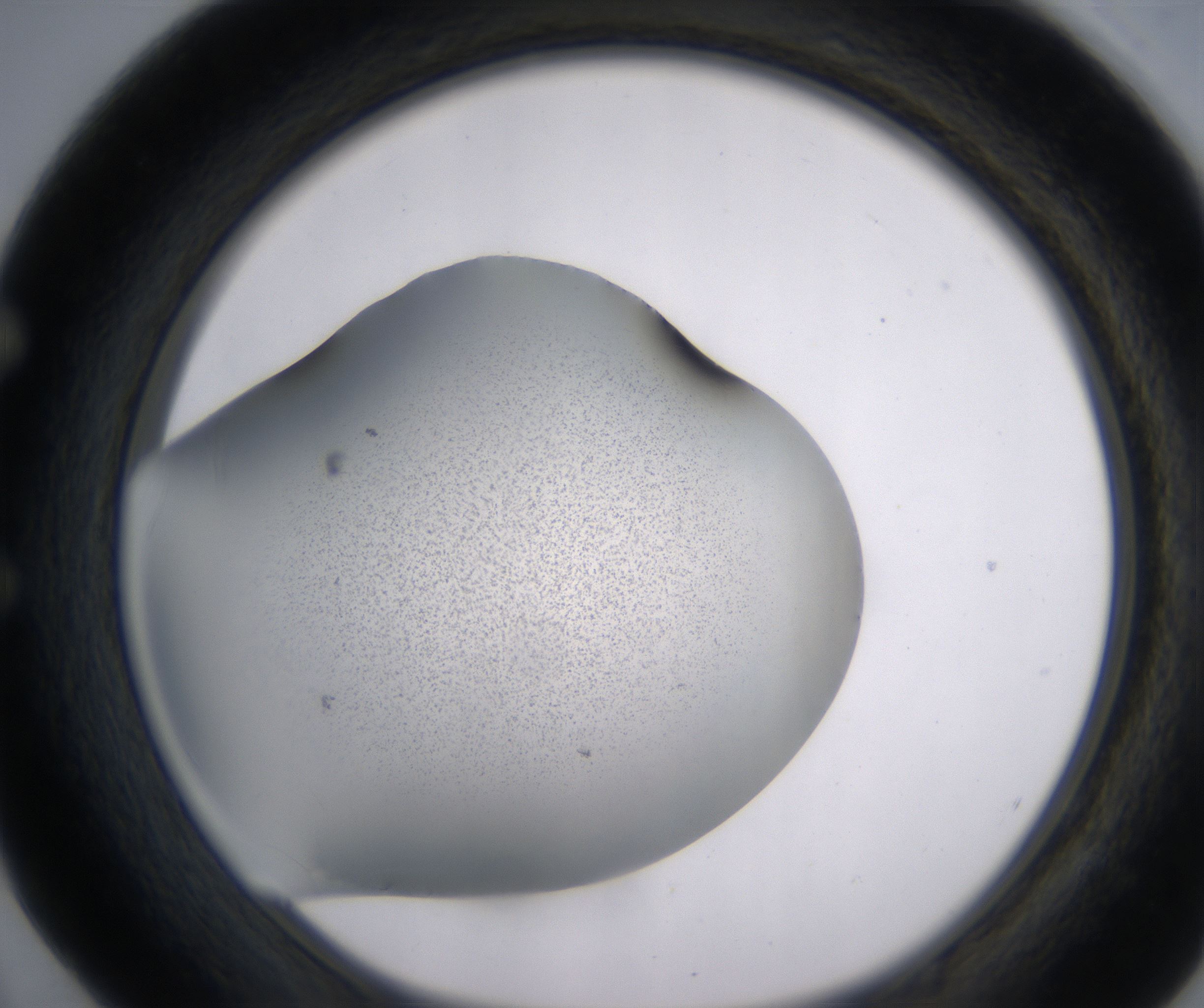 E4_HighResolution_Precipitate_1.jpg