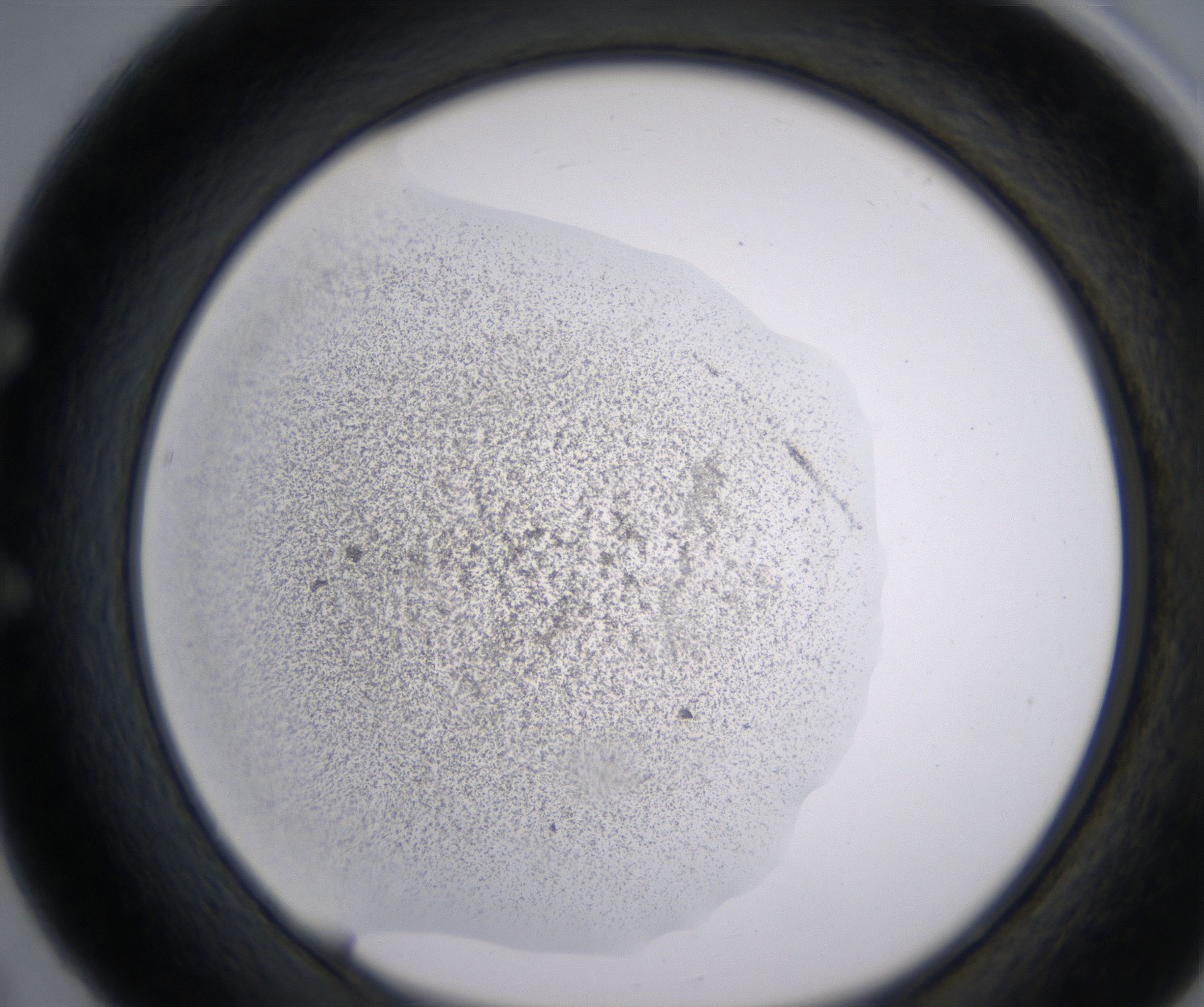 E5_HighResolution_Precipitate_1.jpg