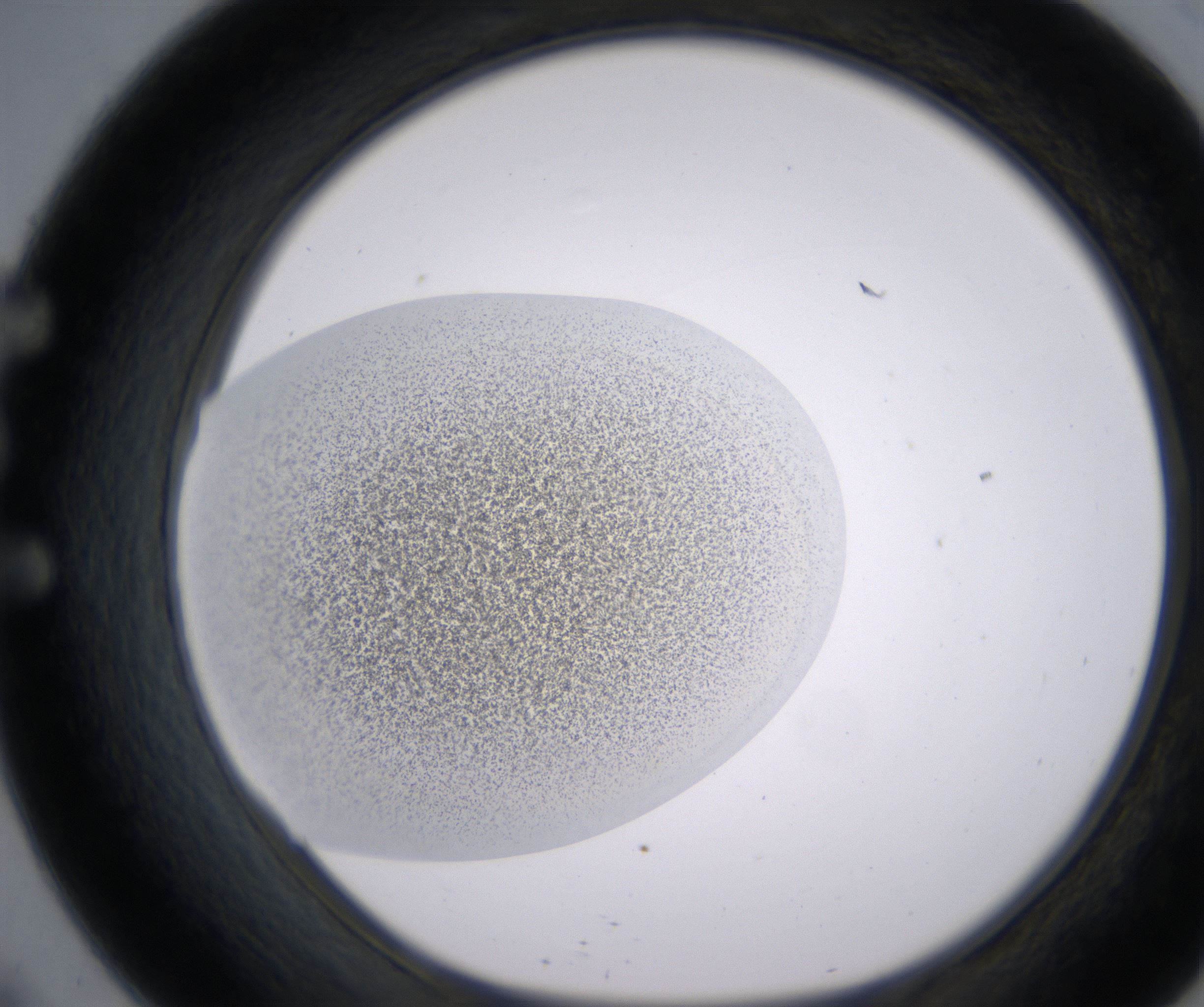 E9_HighResolution_Precipitate_1.jpg