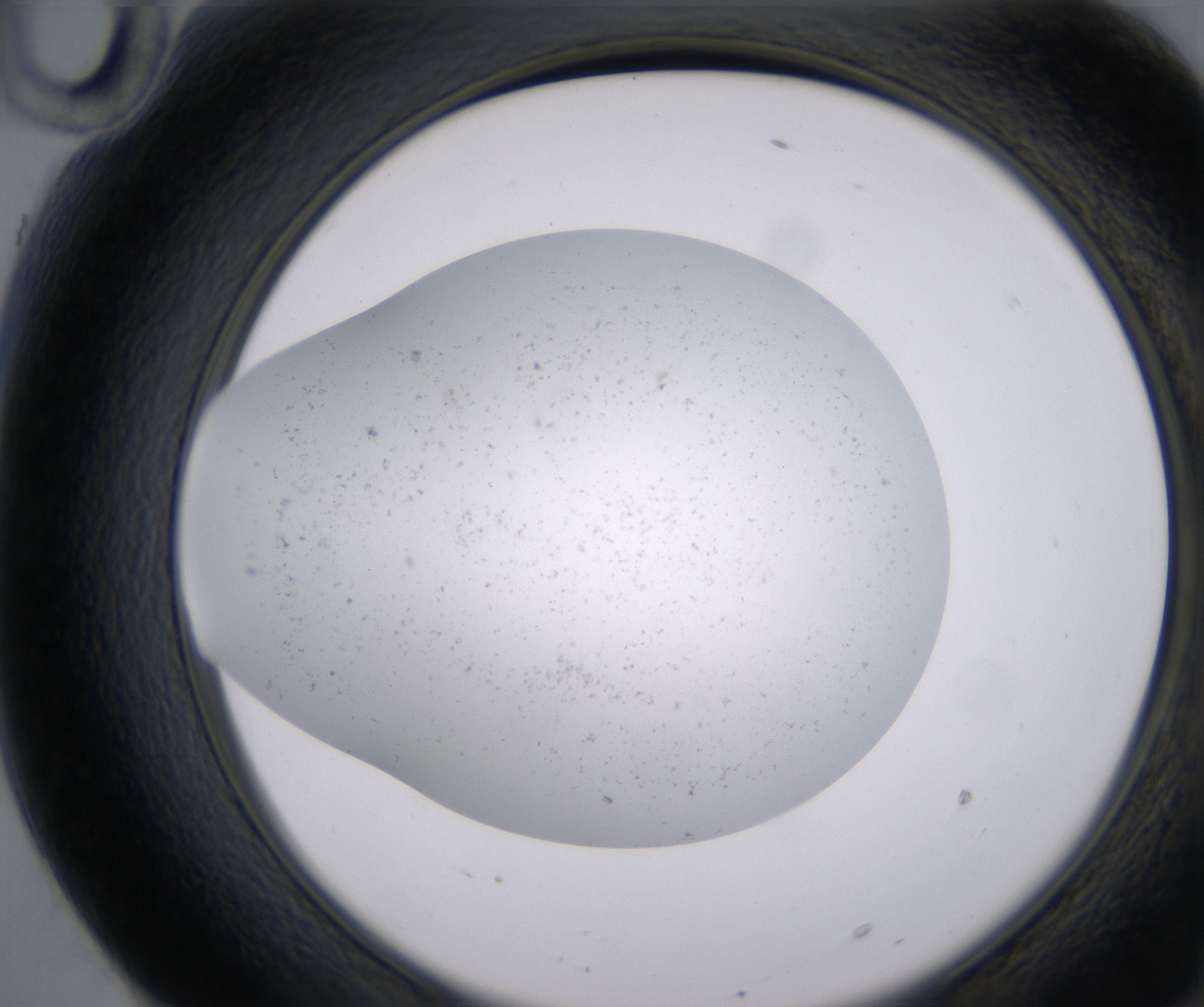 F10_HighResolution_Precipitate_2.jpg