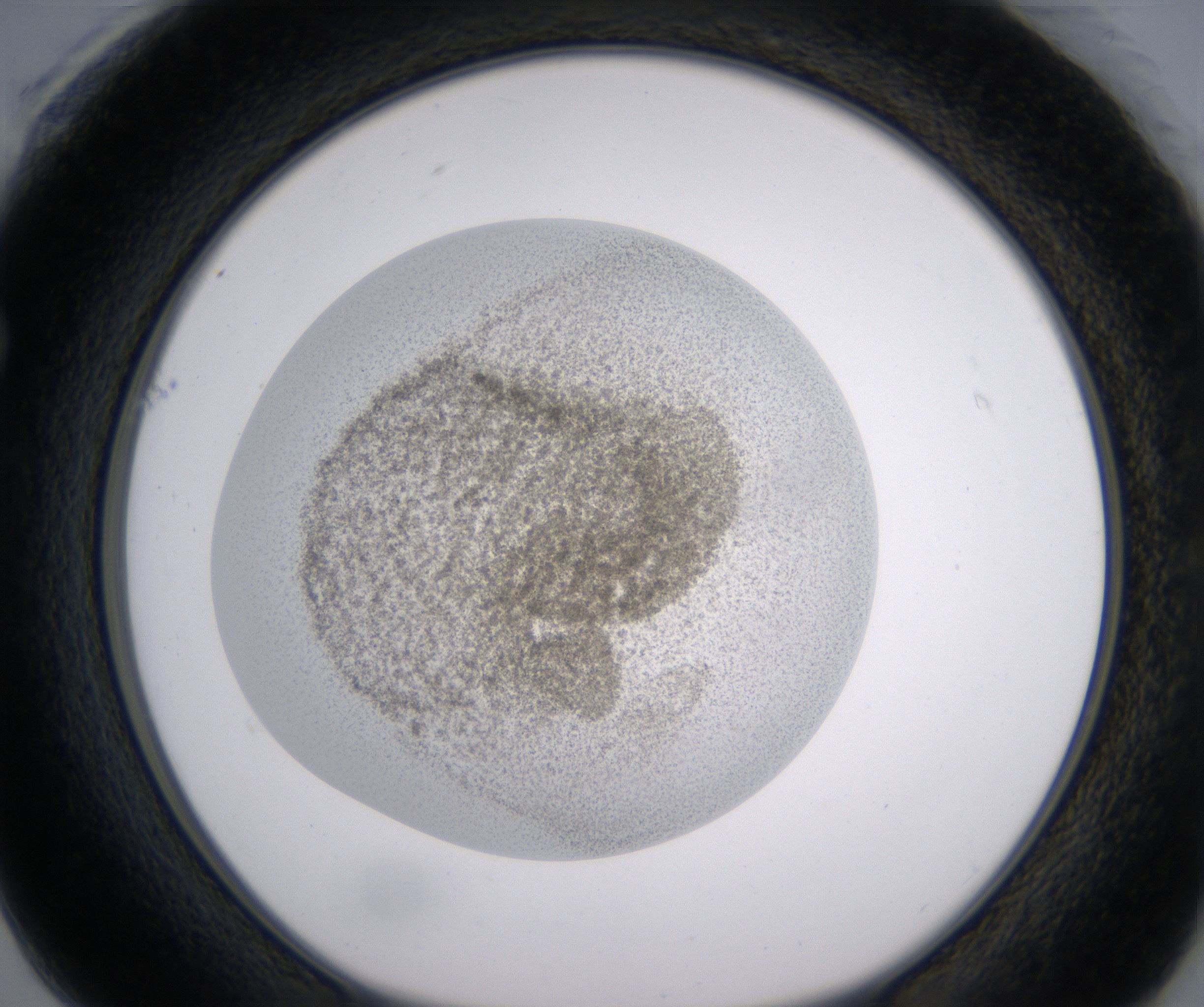 F1_HighResolution_Precipitate_1.jpg