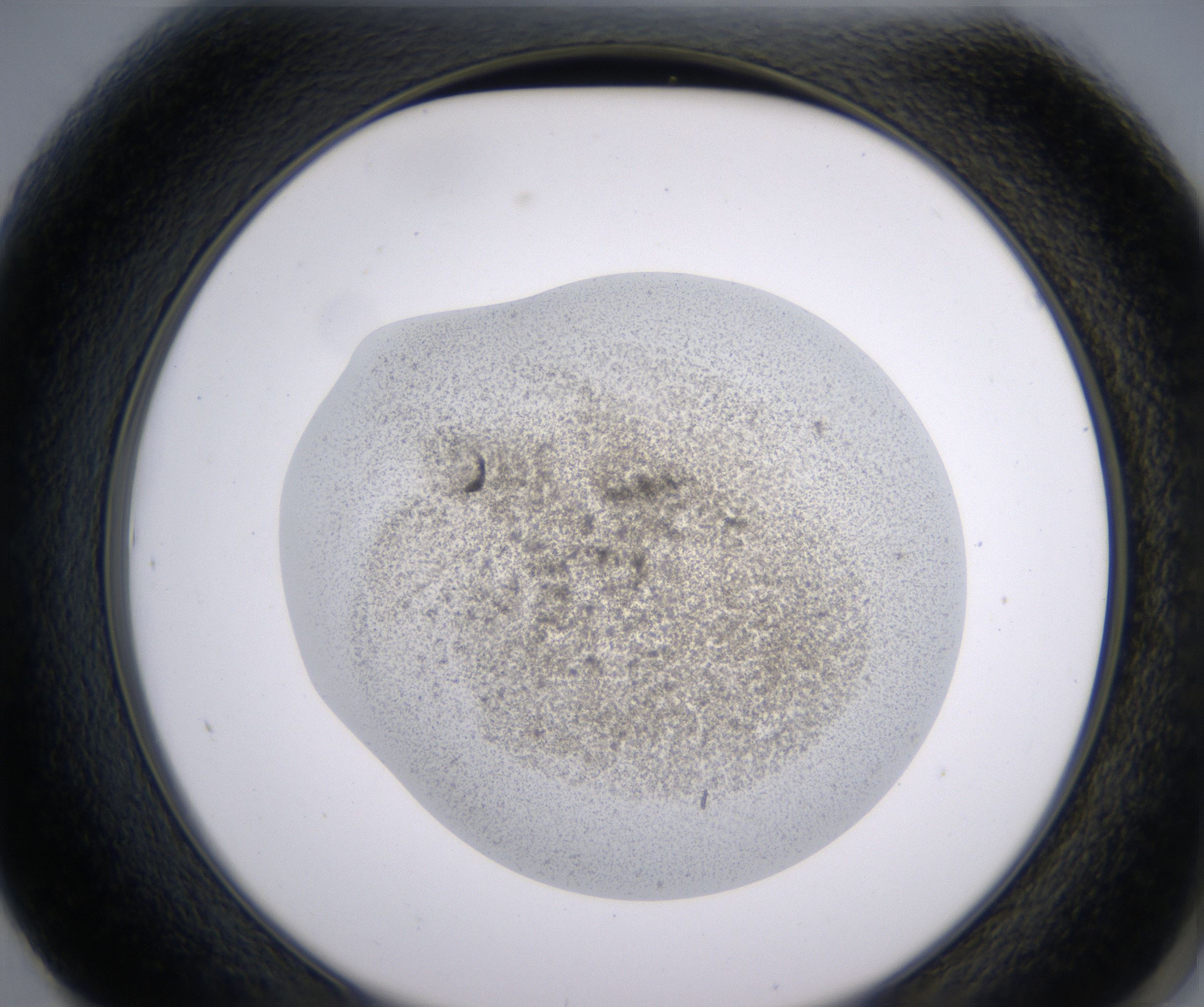 F1_HighResolution_Precipitate_2.jpg