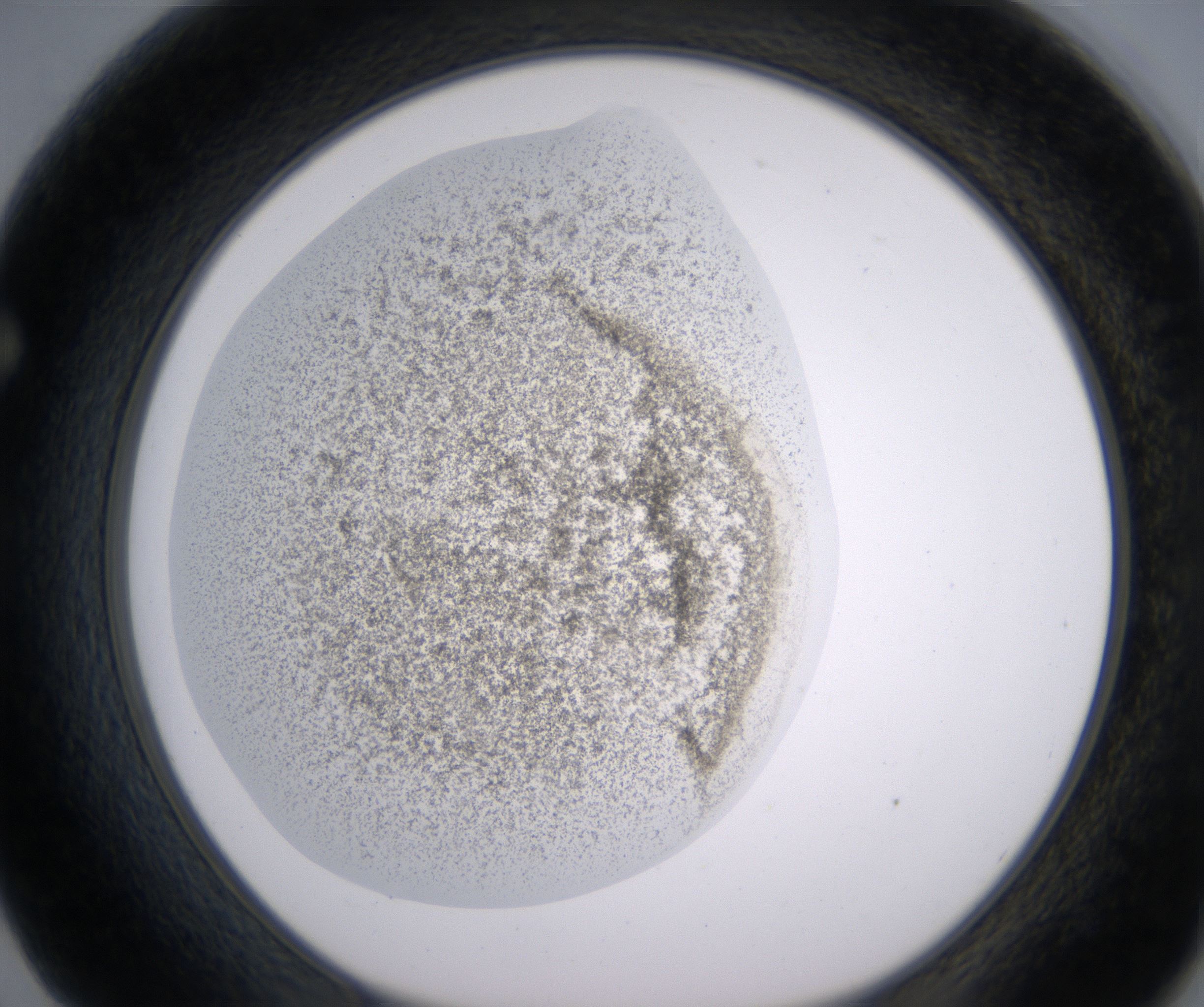 F2_HighResolution_Precipitate_1.jpg