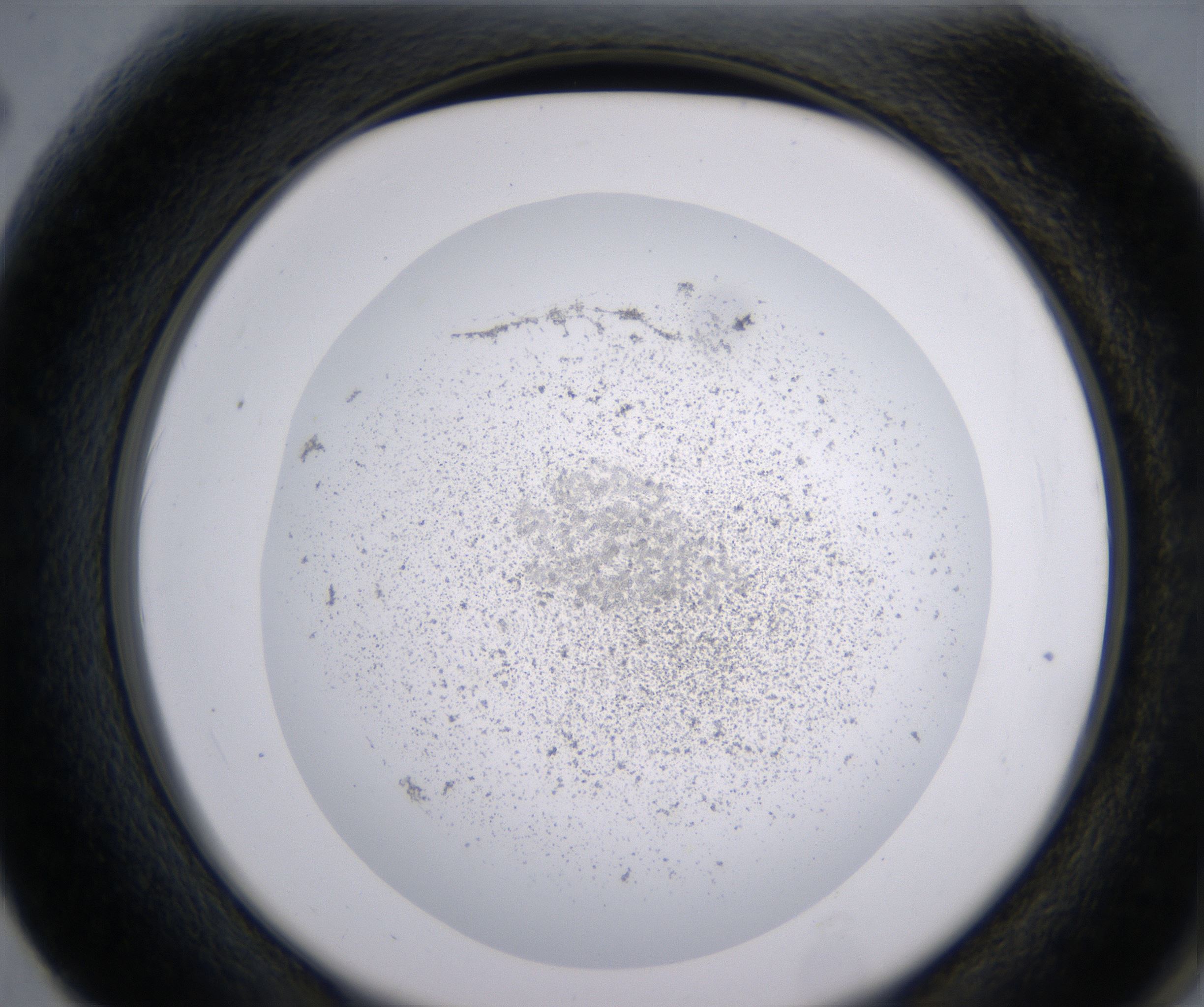 F2_HighResolution_Precipitate_2.jpg