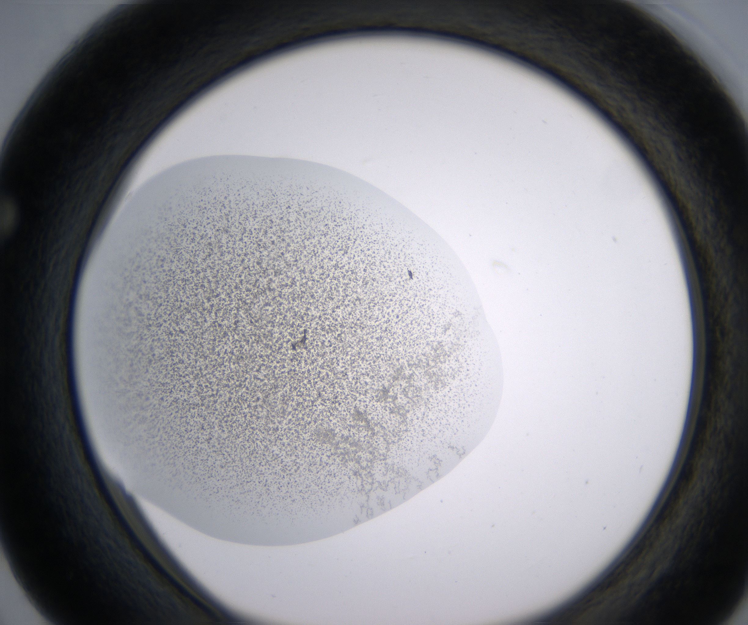 F3_HighResolution_Precipitate_1.jpg