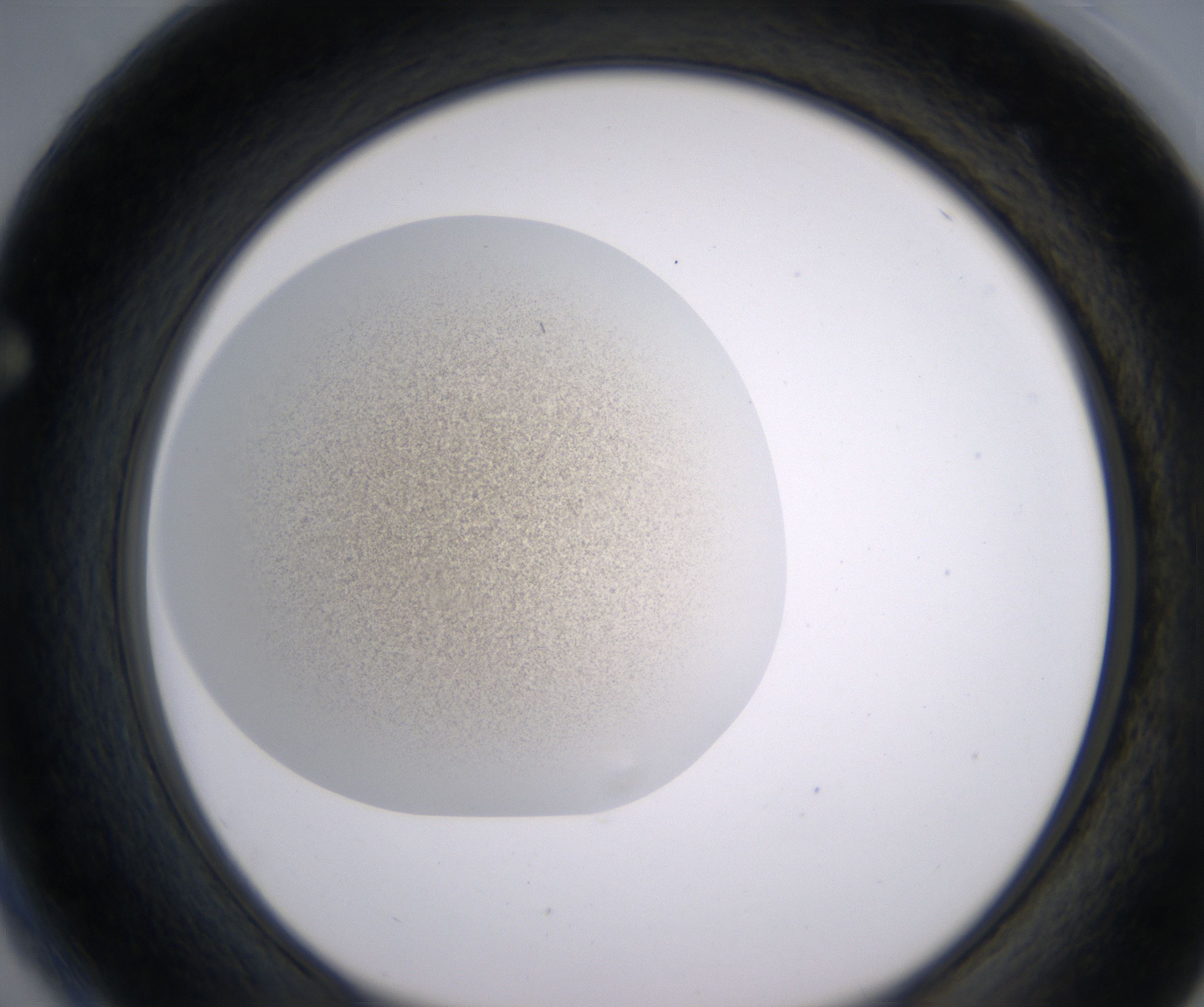 F4_HighResolution_Precipitate_1.jpg