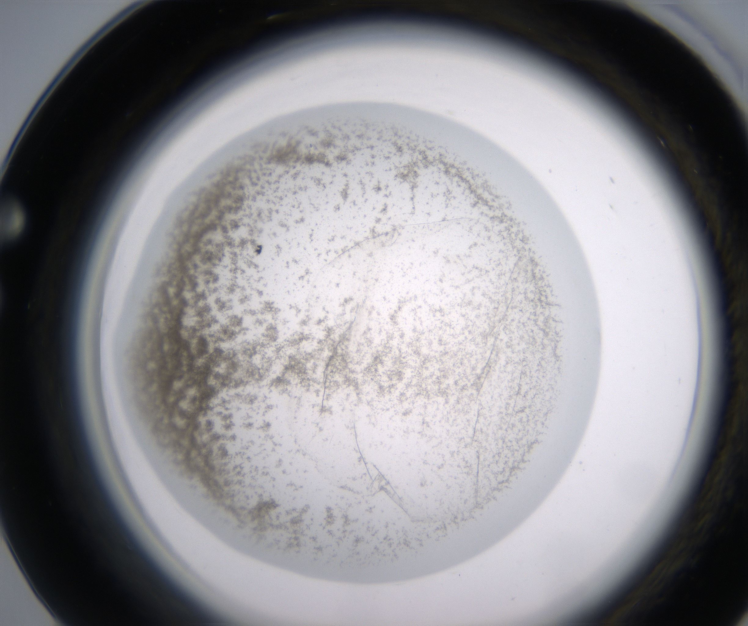 F5_HighResolution_Precipitate_1.jpg