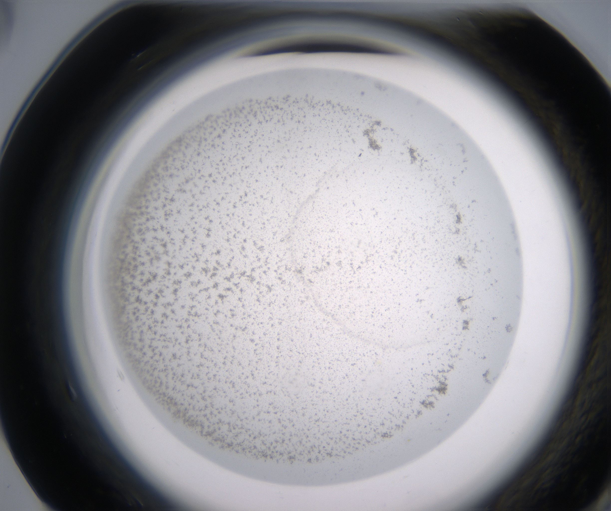 F5_HighResolution_Precipitate_2.jpg