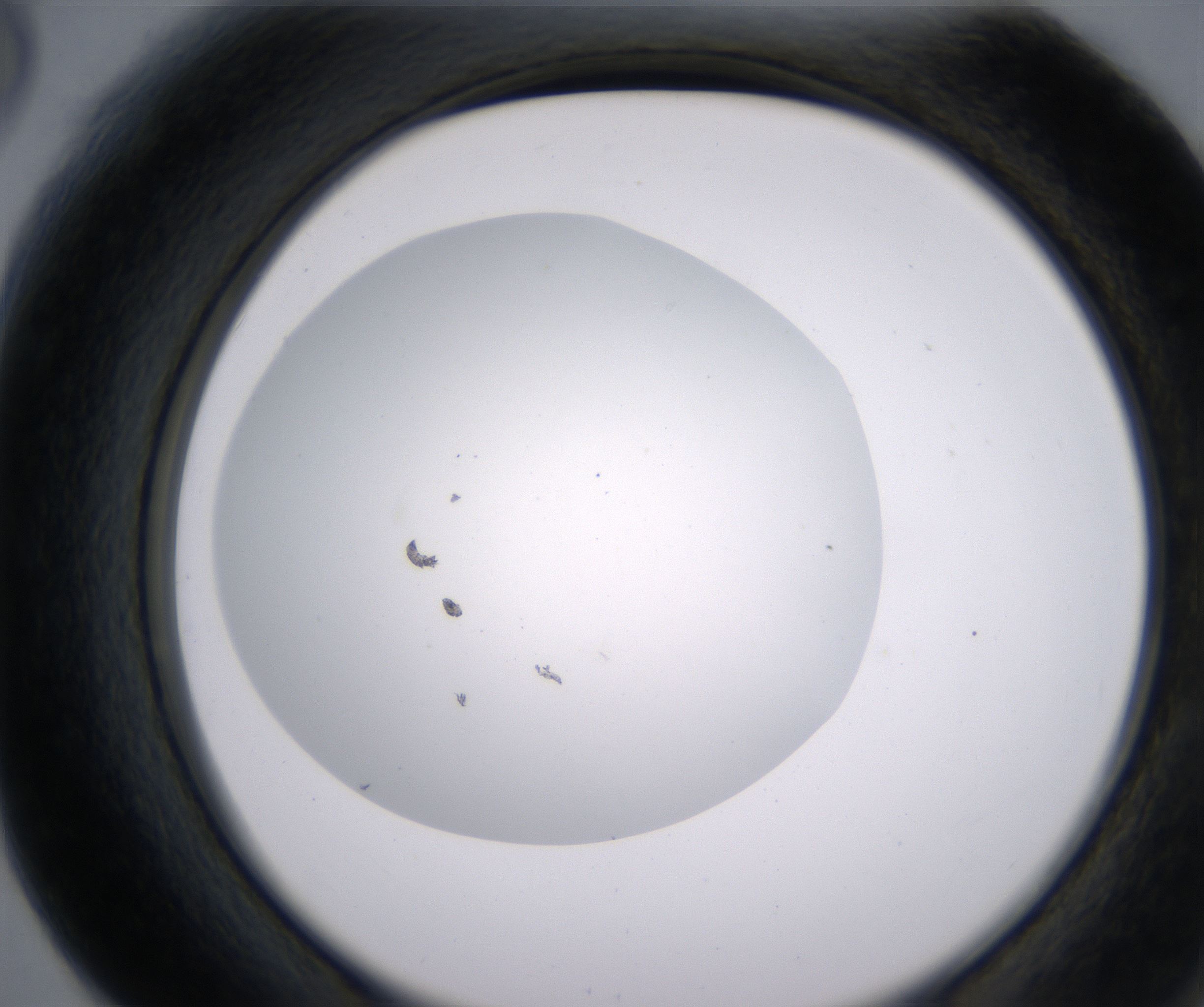 F6_HighResolution_Clear_2.jpg