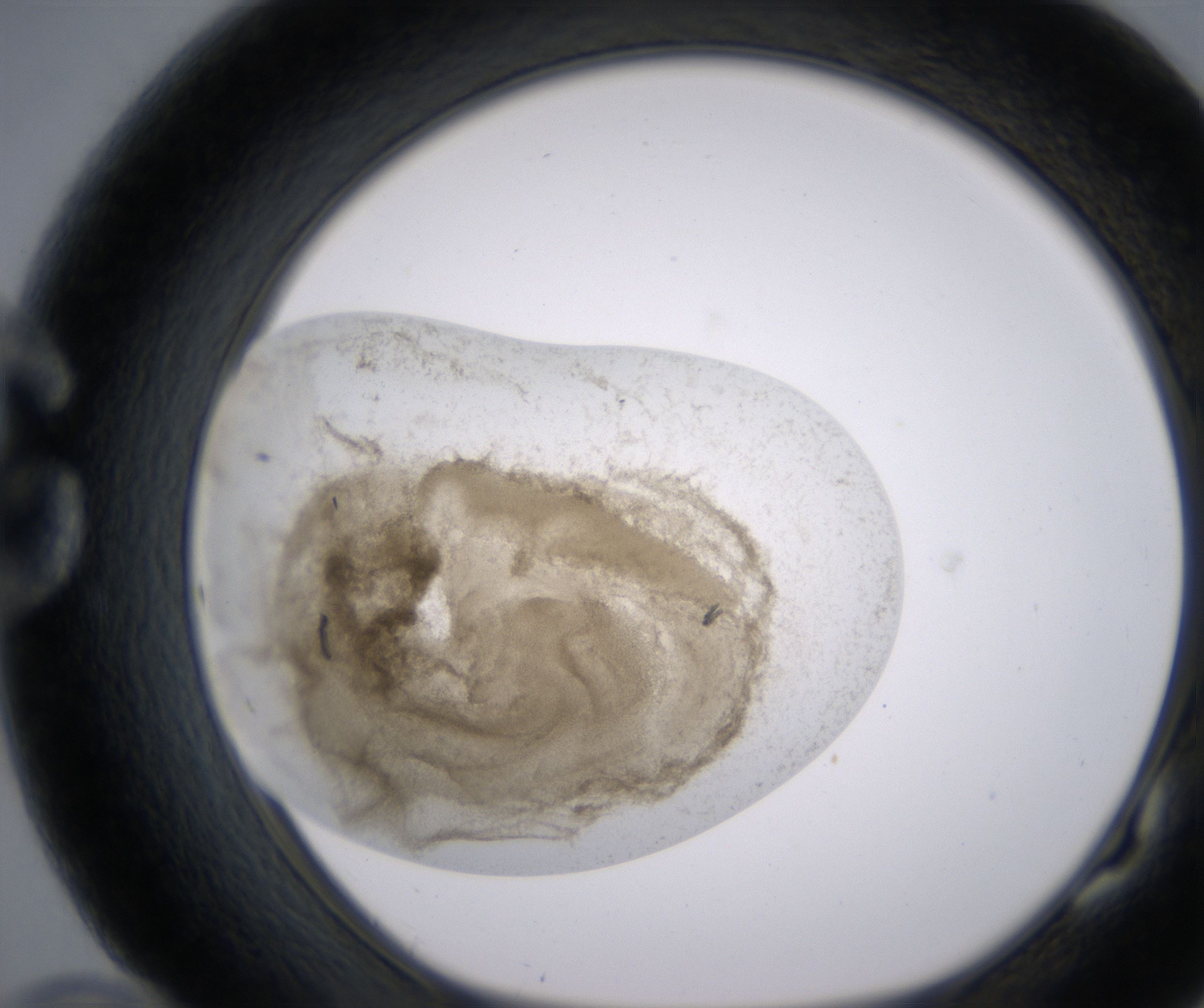 G10_HighResolution_Precipitate_1.jpg