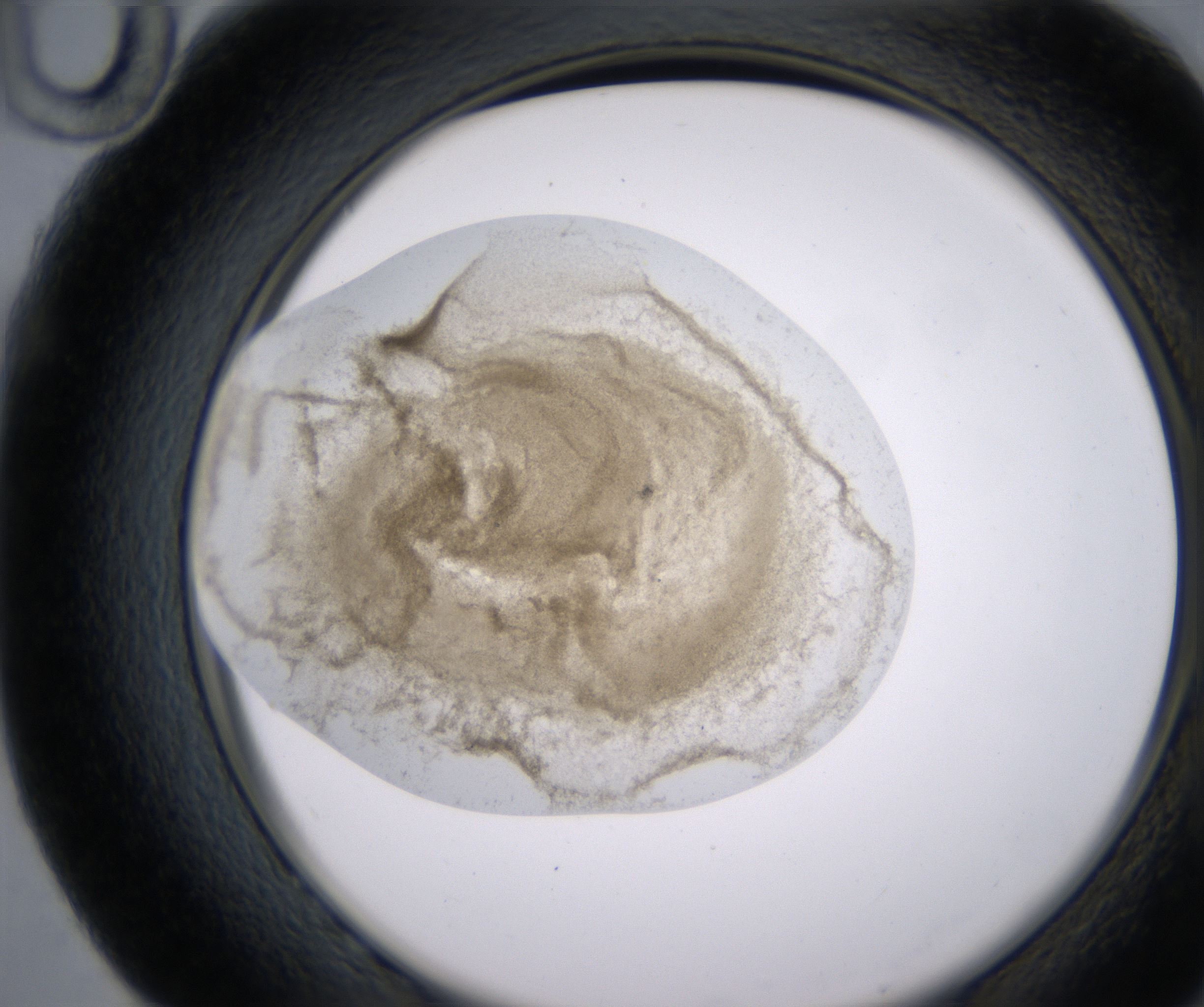 G10_HighResolution_Precipitate_2.jpg