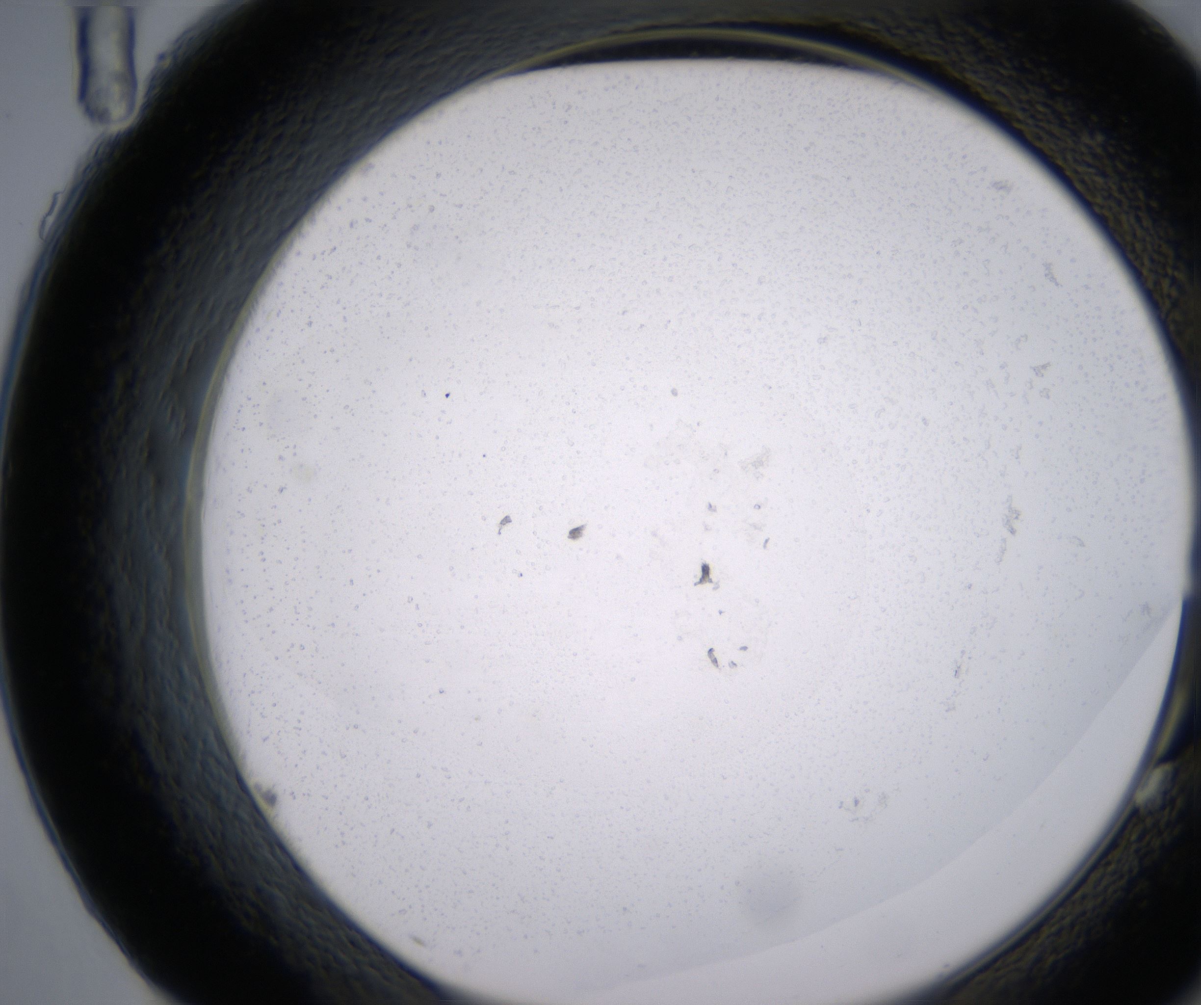 G11_HighResolution_Precipitate_2.jpg