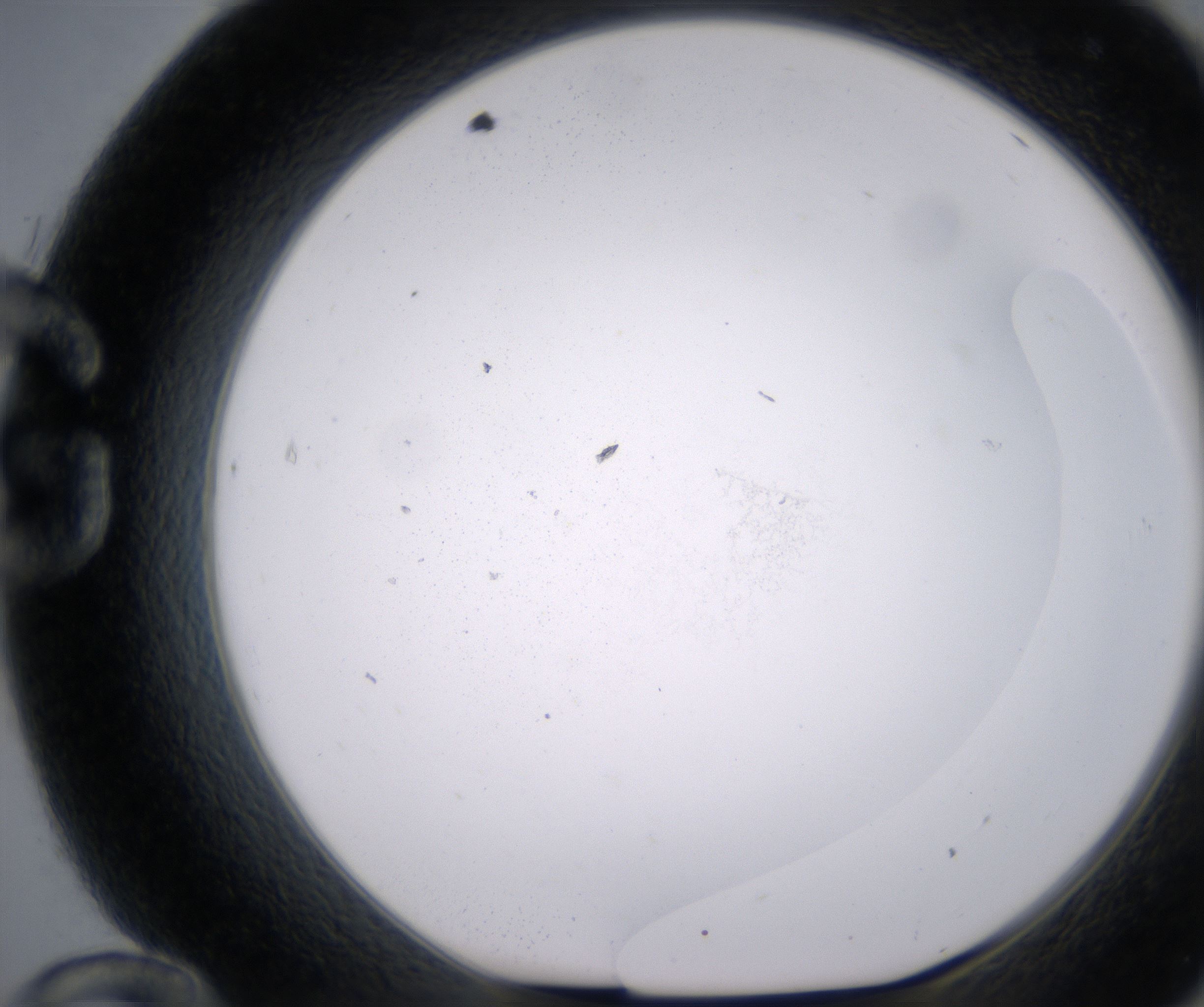 G12_HighResolution_Precipitate_1.jpg