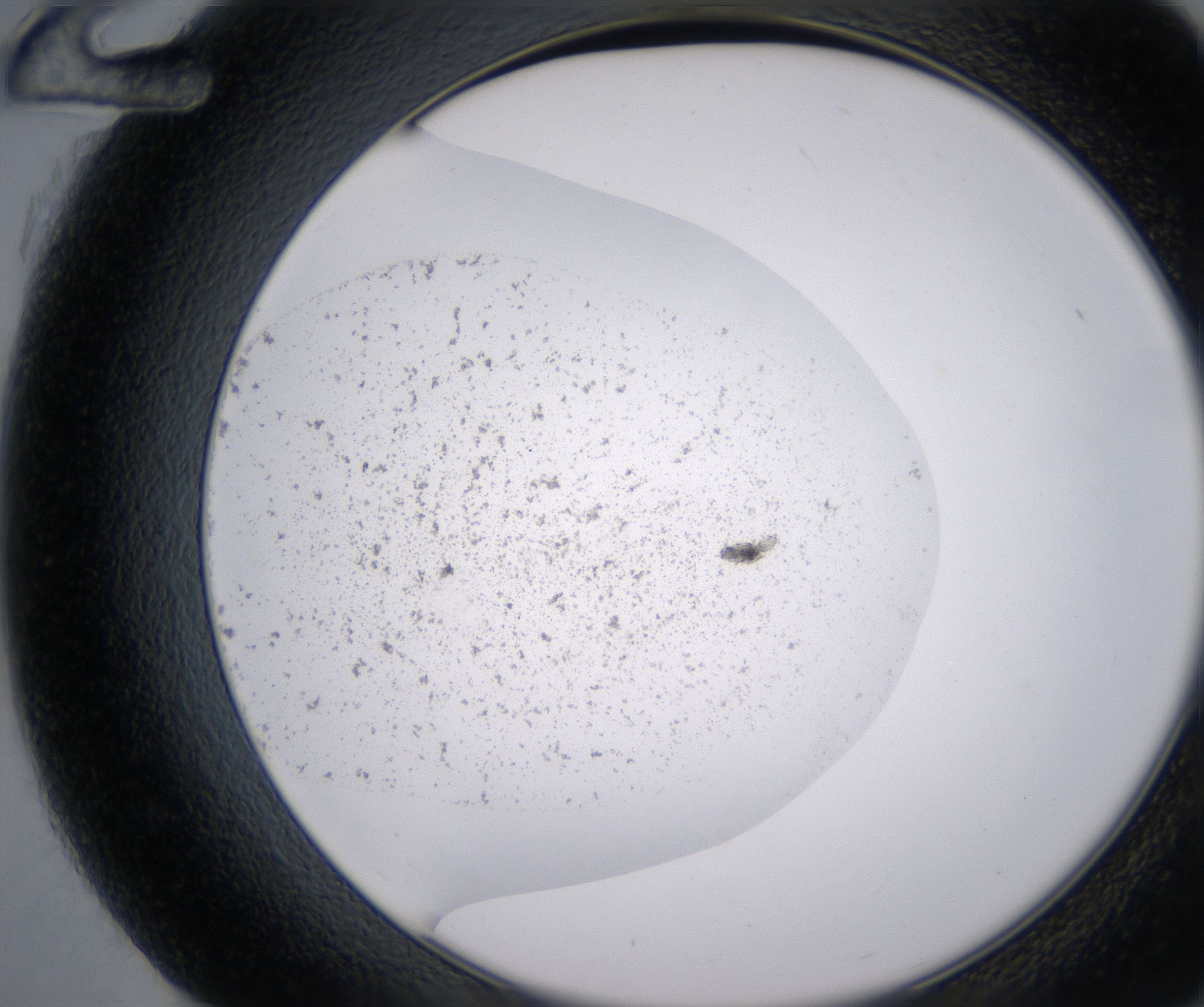 G12_HighResolution_Precipitate_2.jpg