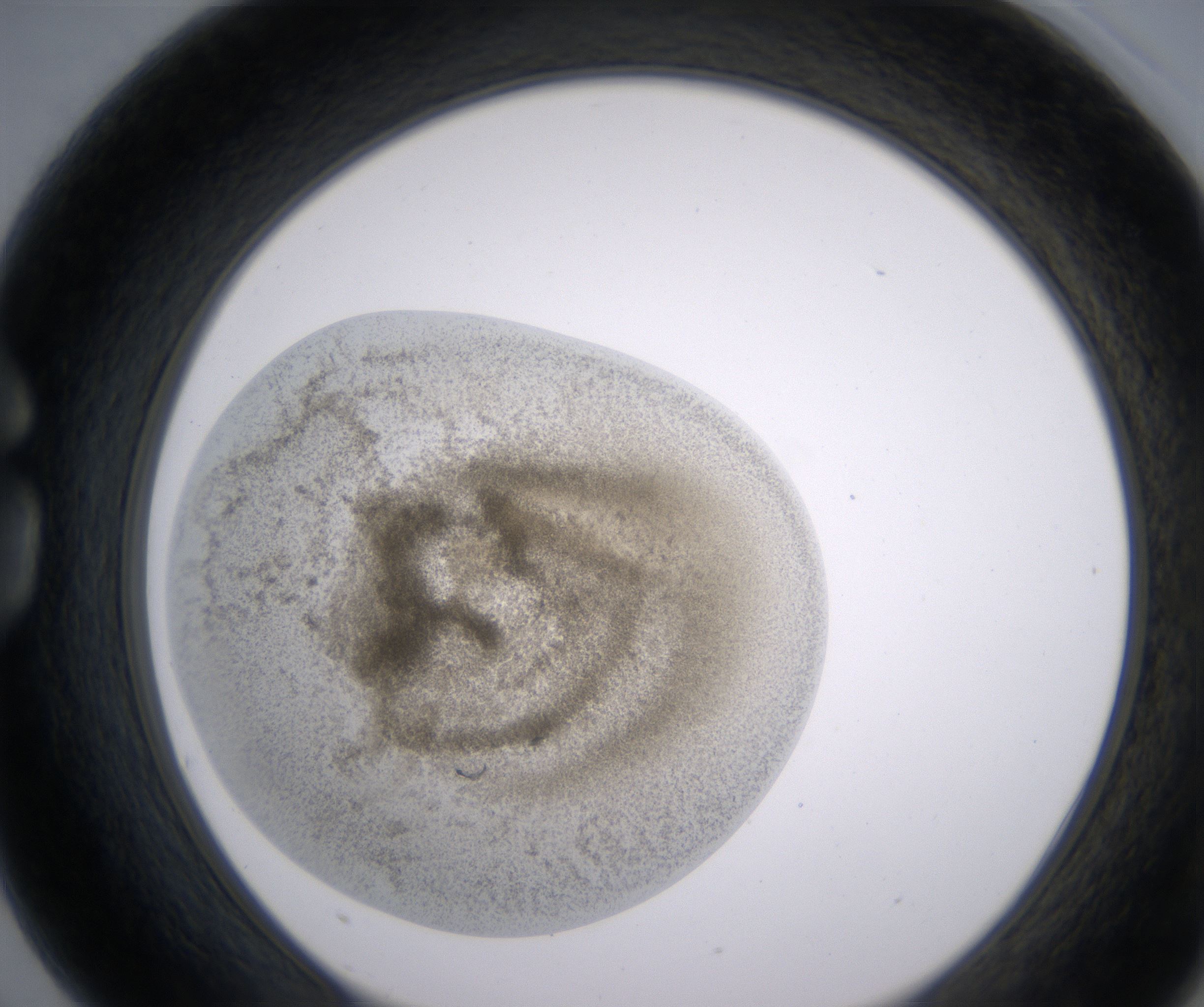G3_HighResolution_Precipitate_1.jpg