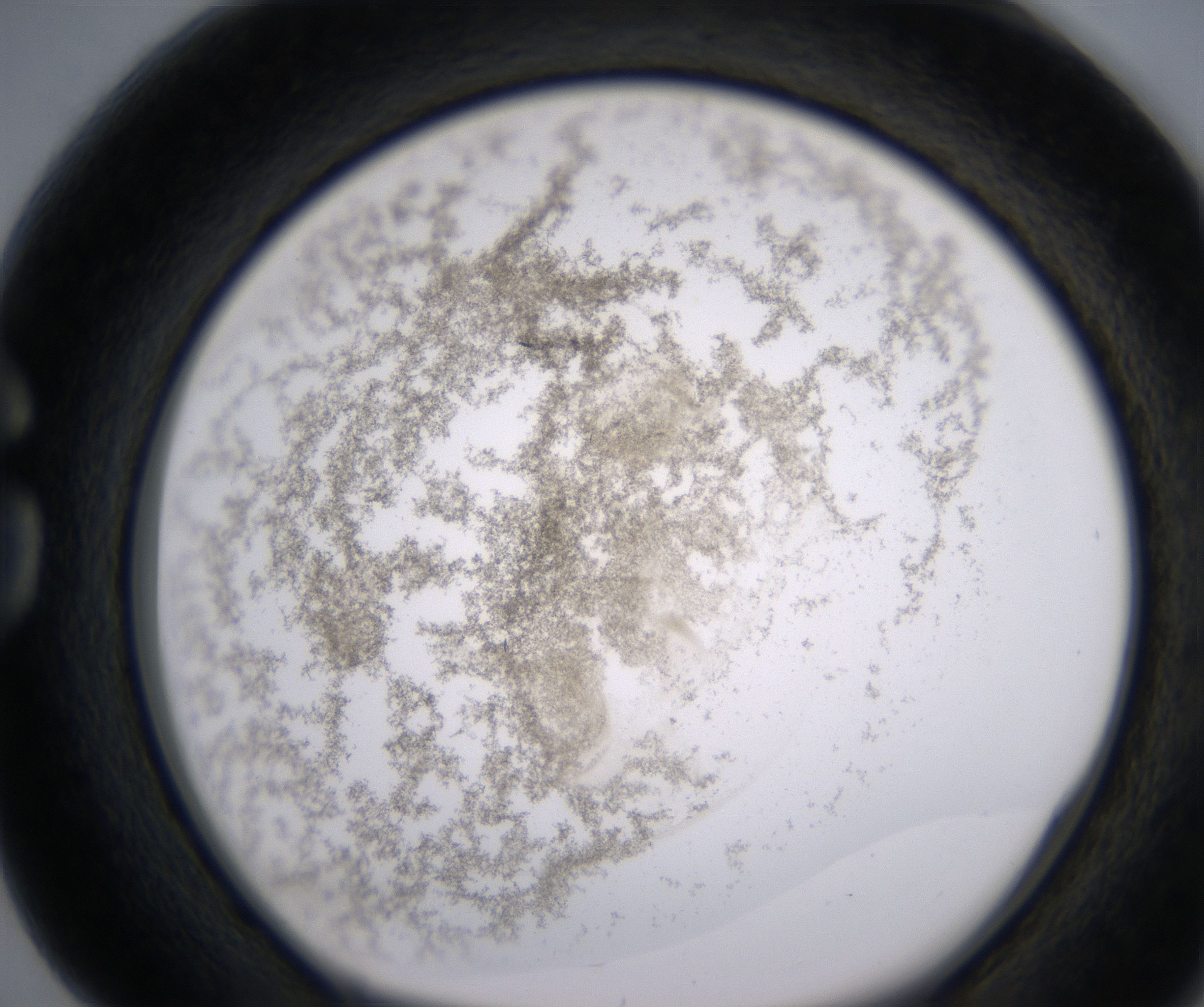 G4_HighResolution_Precipitate_1.jpg