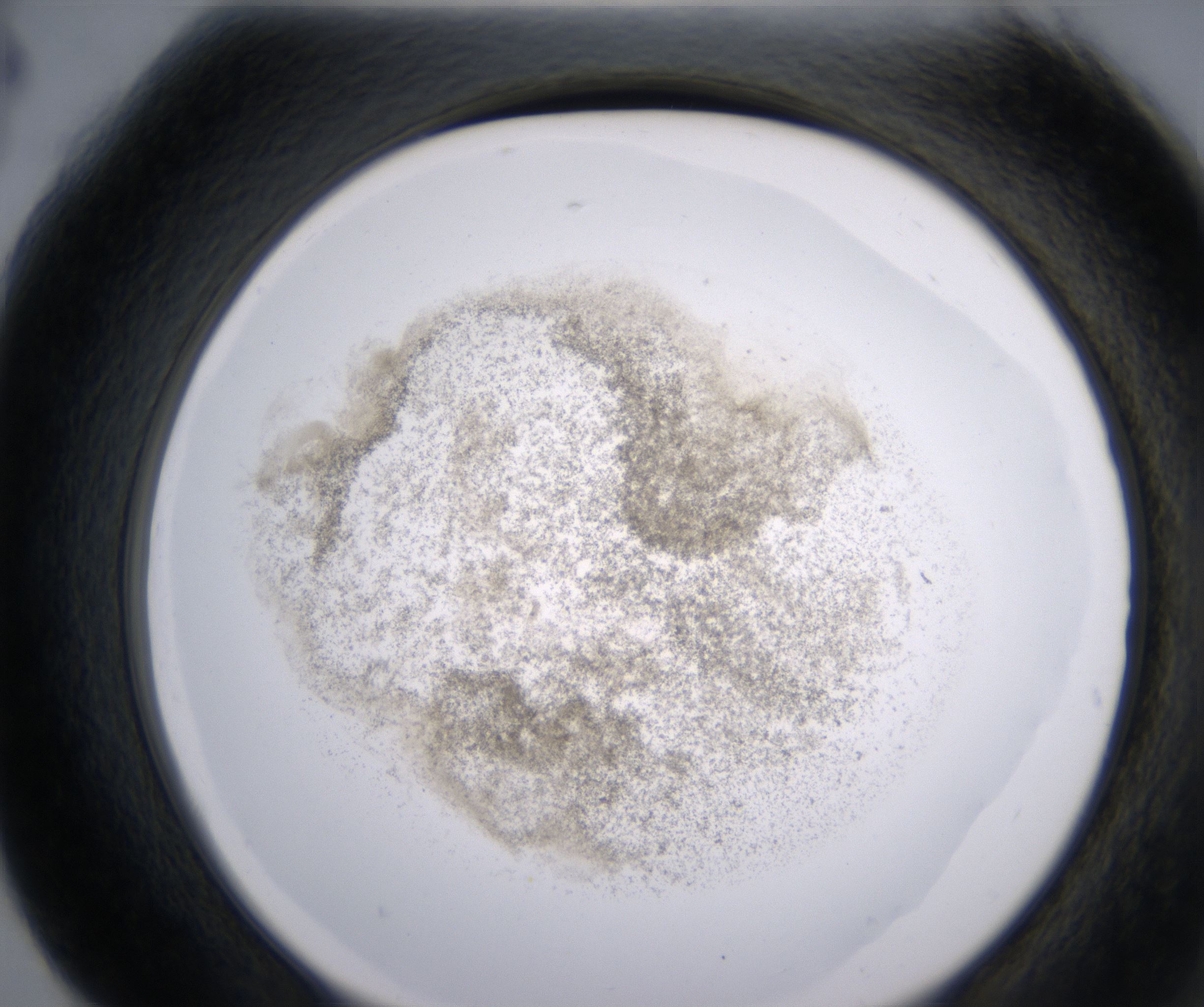 G4_HighResolution_Precipitate_2.jpg