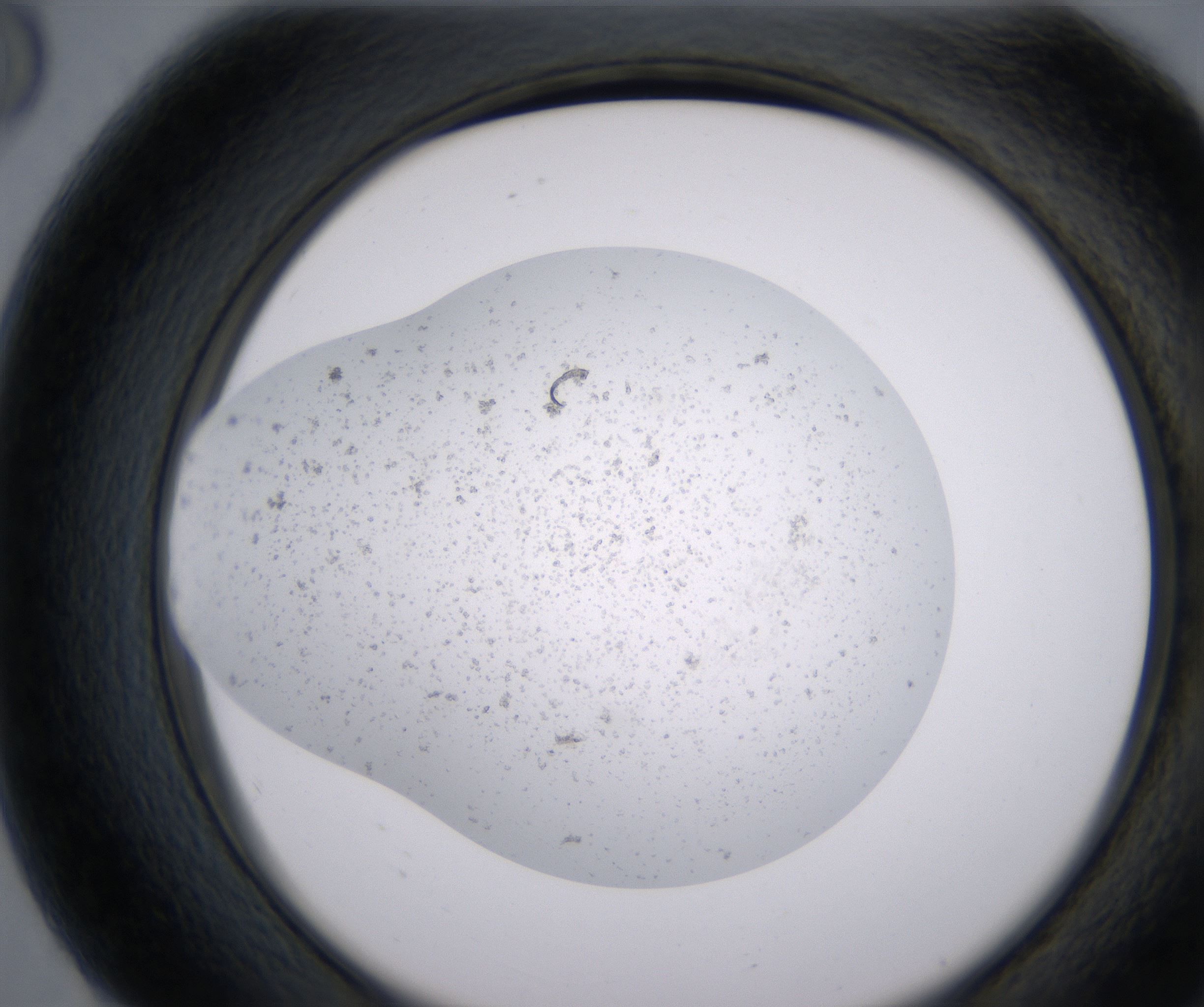G8_HighResolution_Precipitate_2.jpg