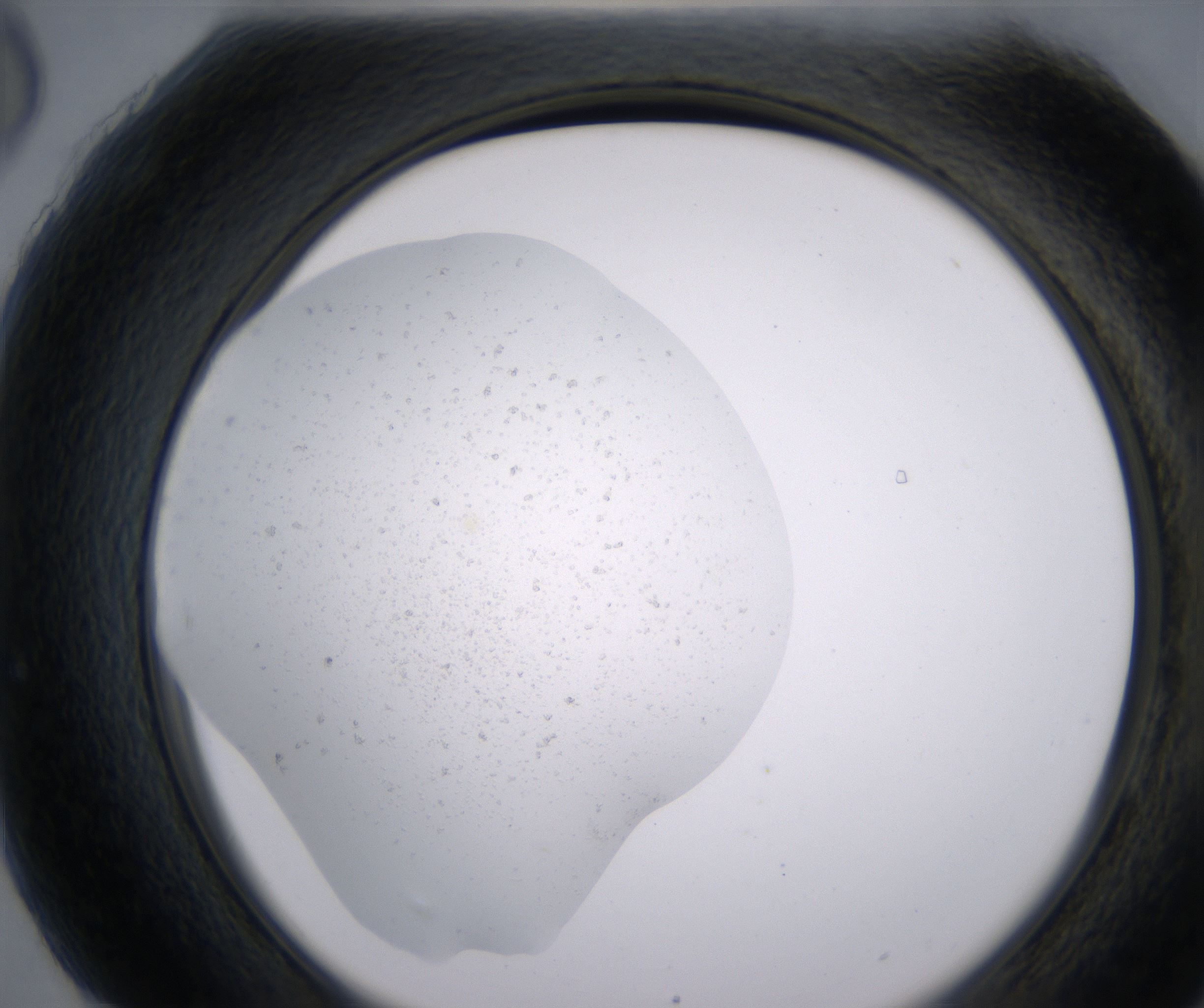 H6_HighResolution_Precipitate_2.jpg
