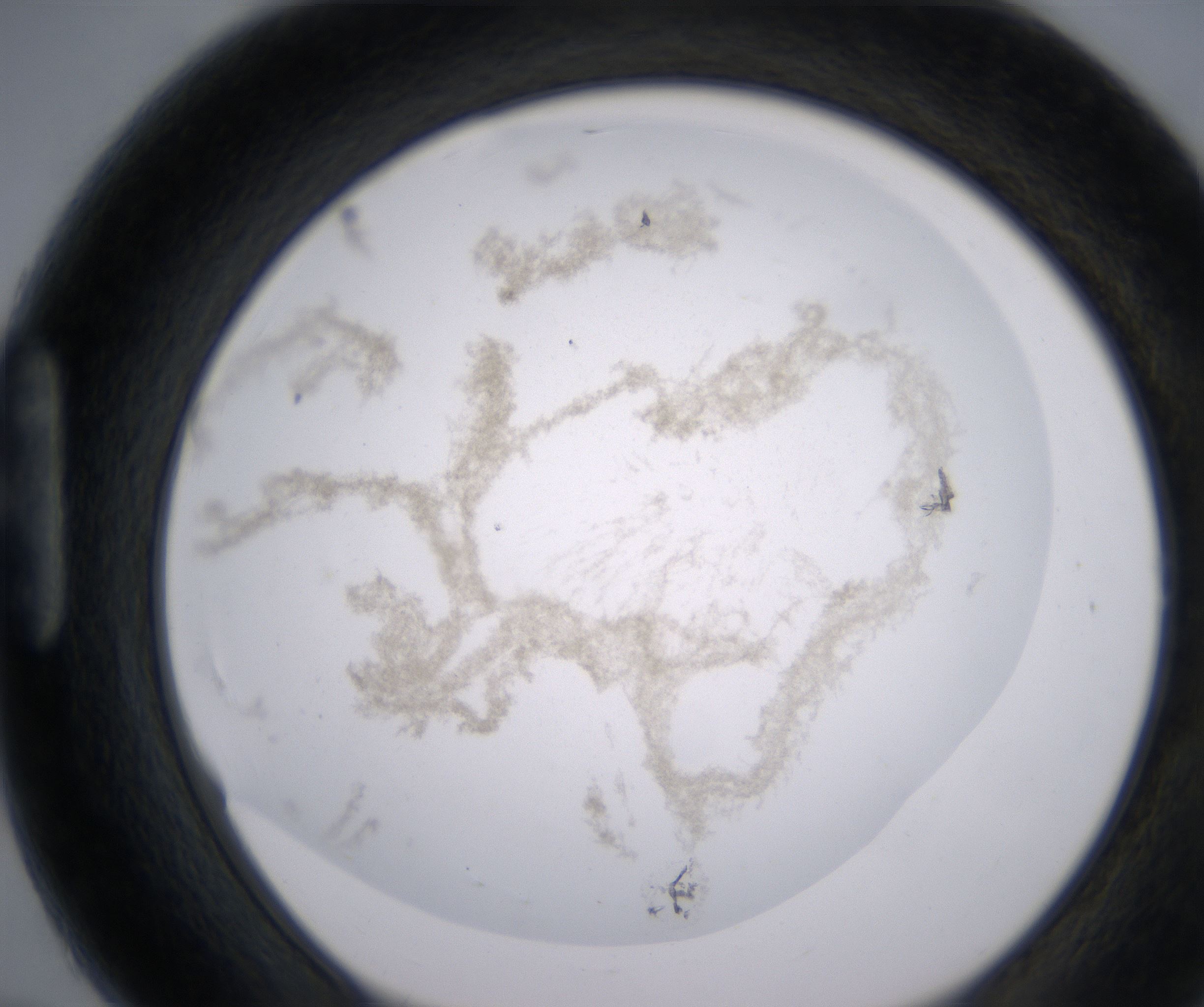H7_HighResolution_Precipitate_1.jpg