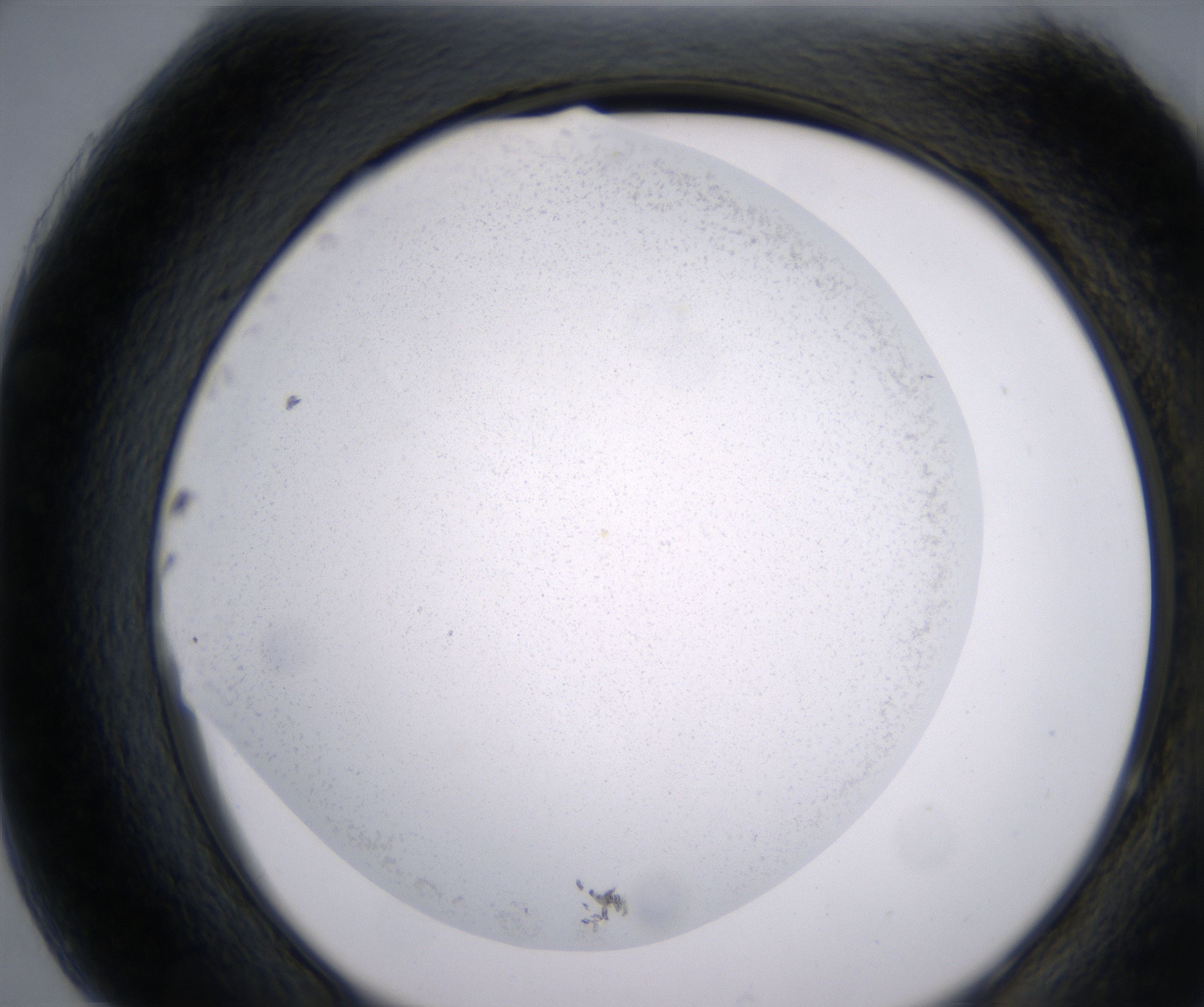 H7_HighResolution_Precipitate_2.jpg