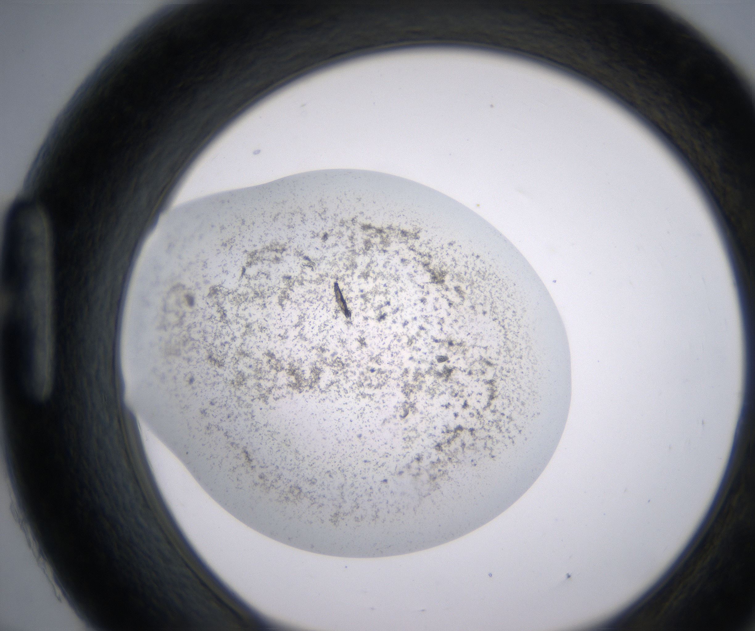 H9_HighResolution_Precipitate_1.jpg