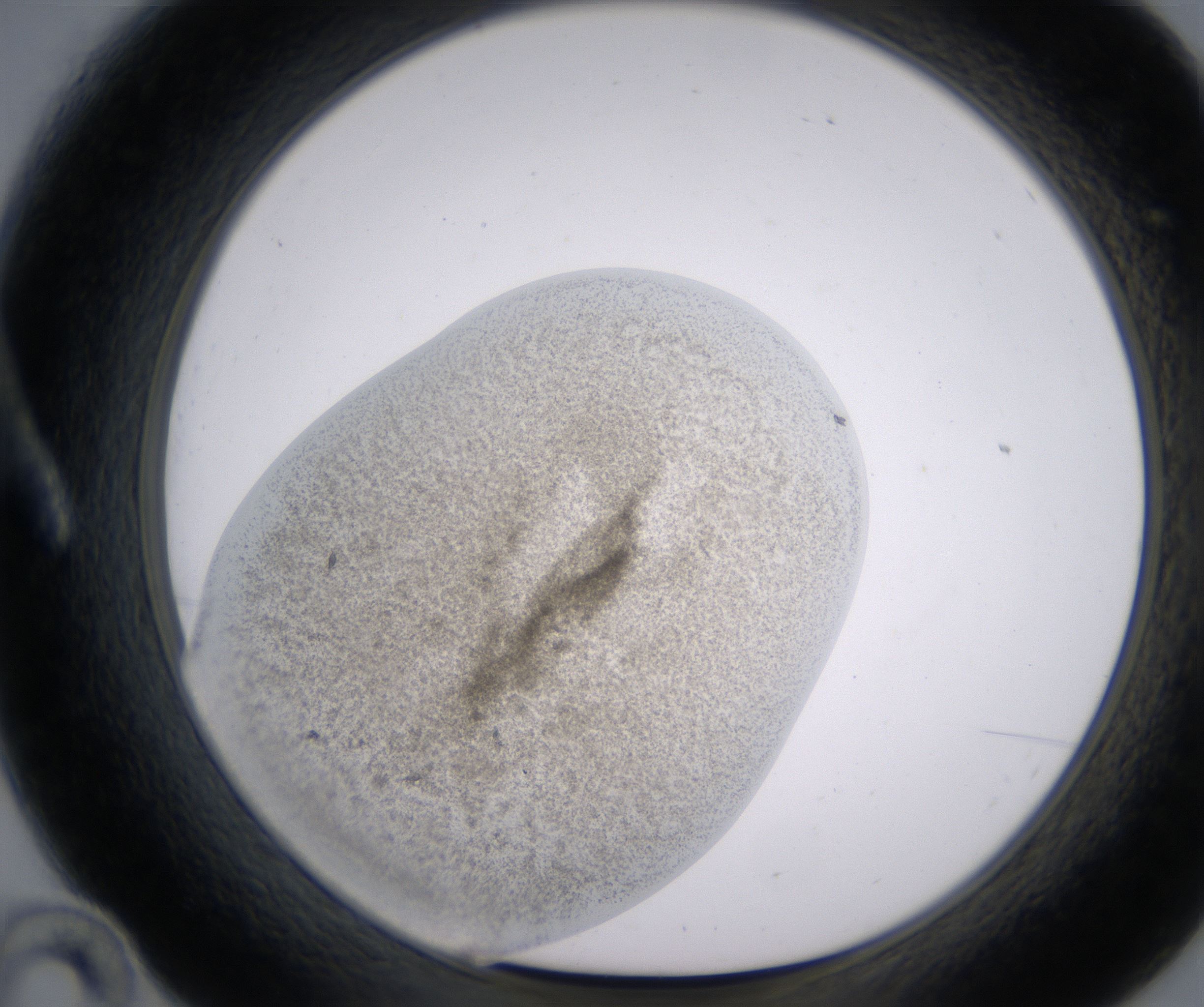 A10_HighResolution_Precipitate_1.jpg