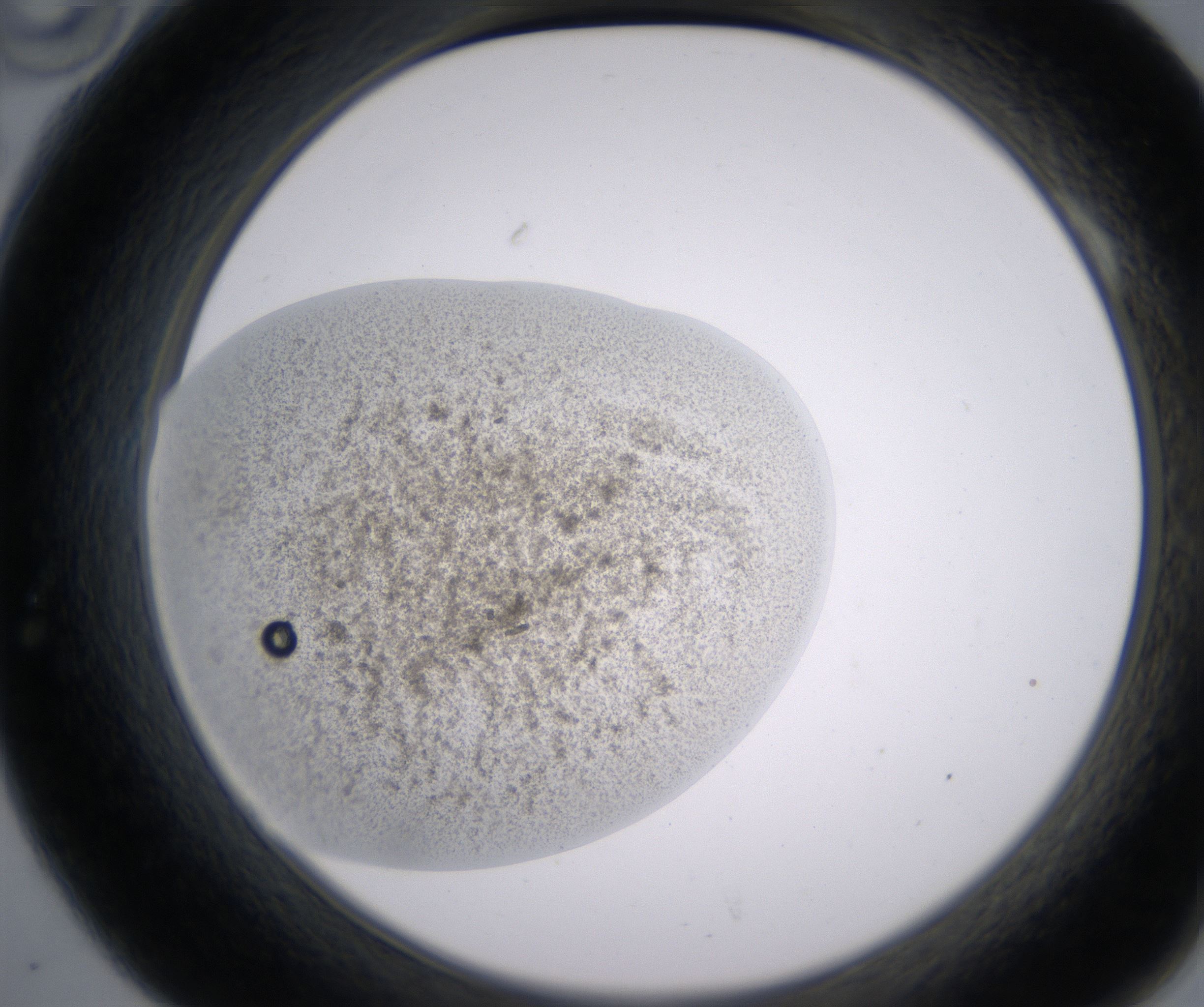 A10_HighResolution_Precipitate_2.jpg