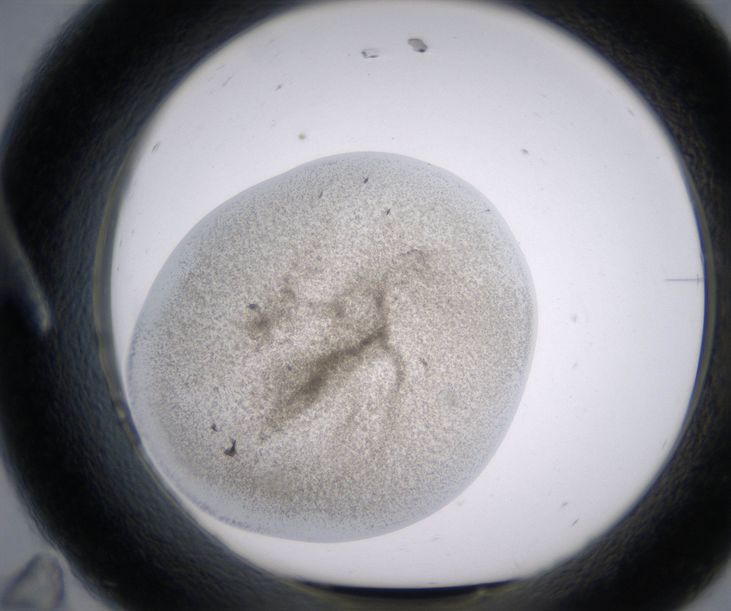 A11_HighResolution_Precipitate_1.jpg