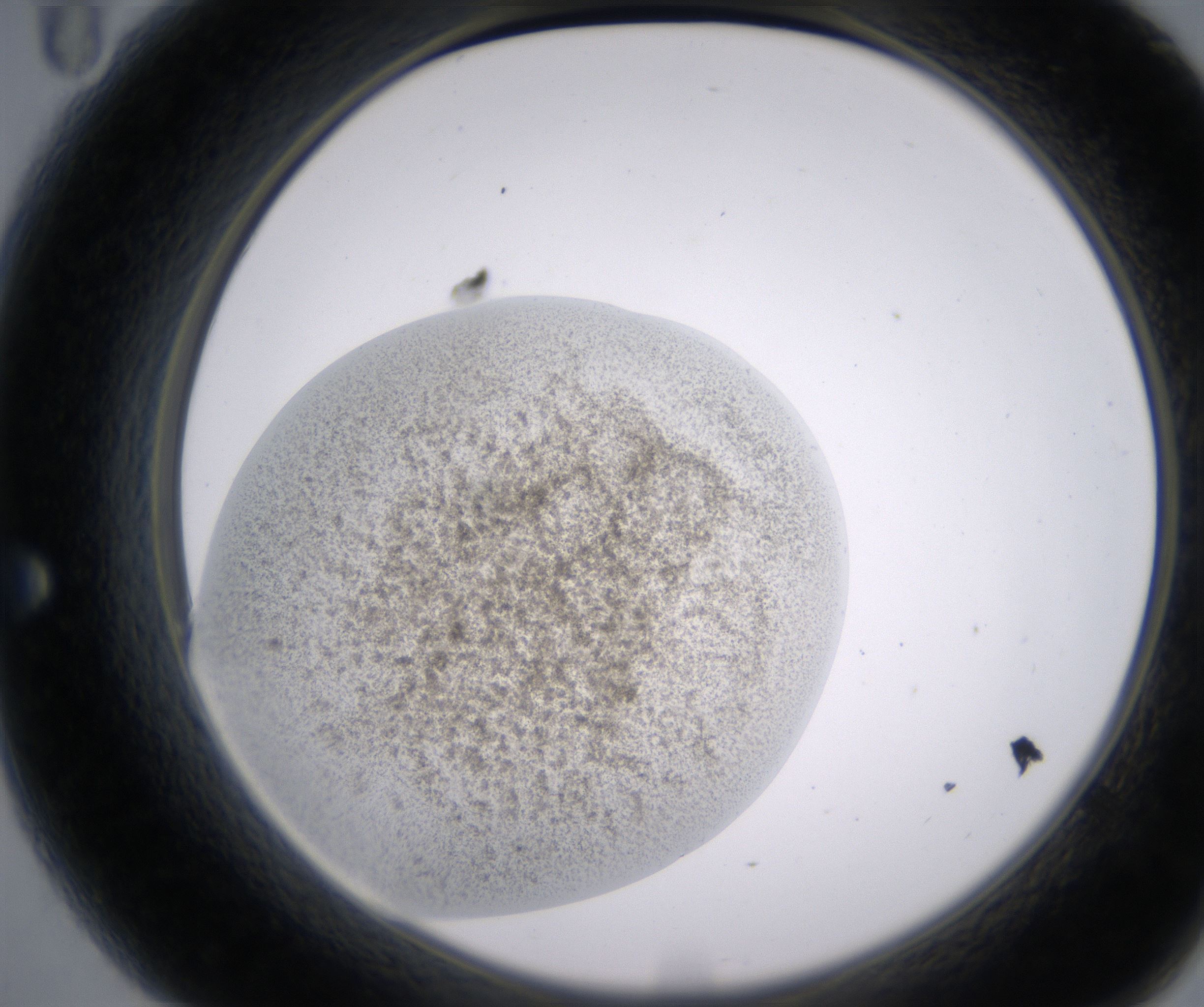 A11_HighResolution_Precipitate_2.jpg