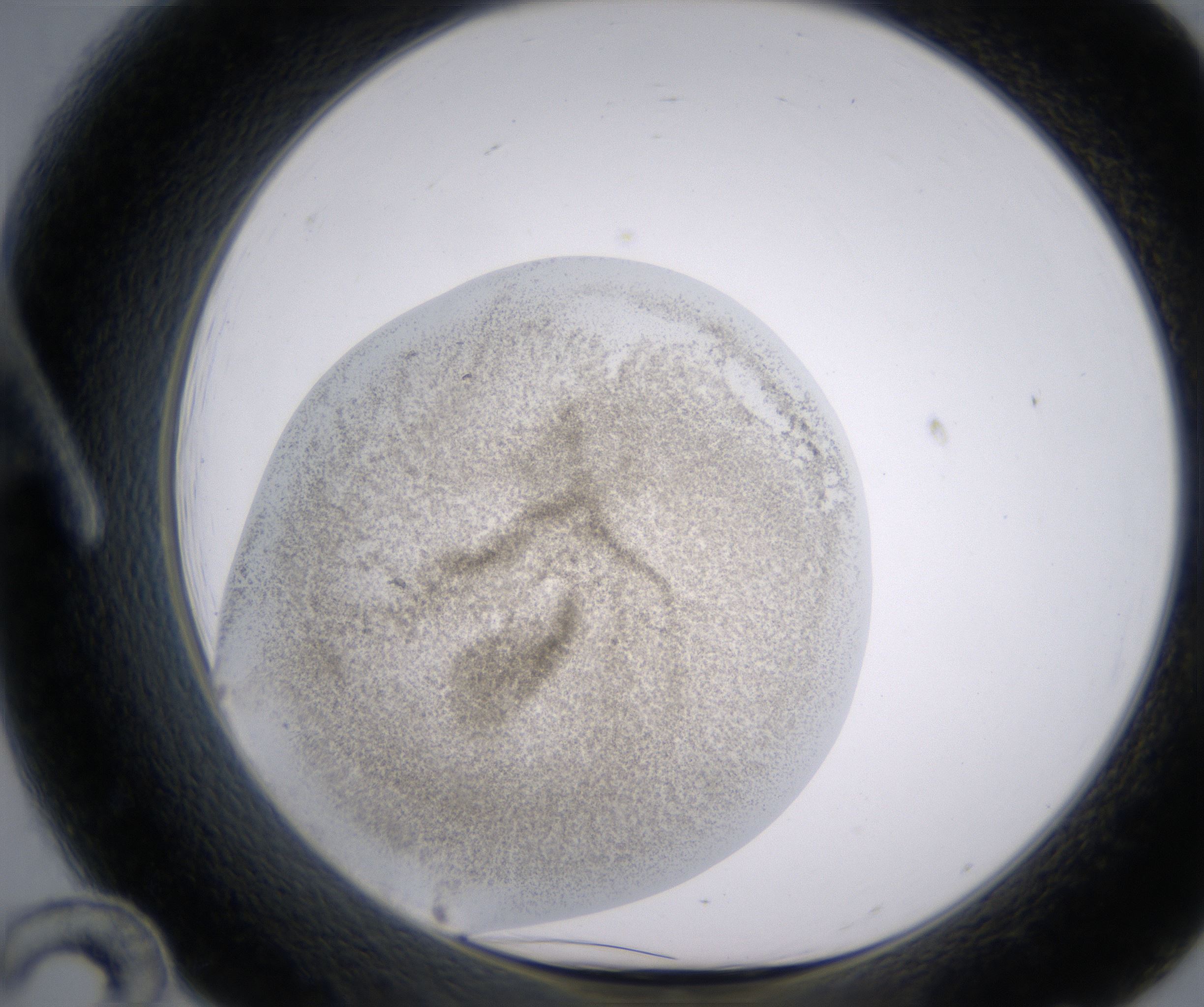 A12_HighResolution_Precipitate_1.jpg