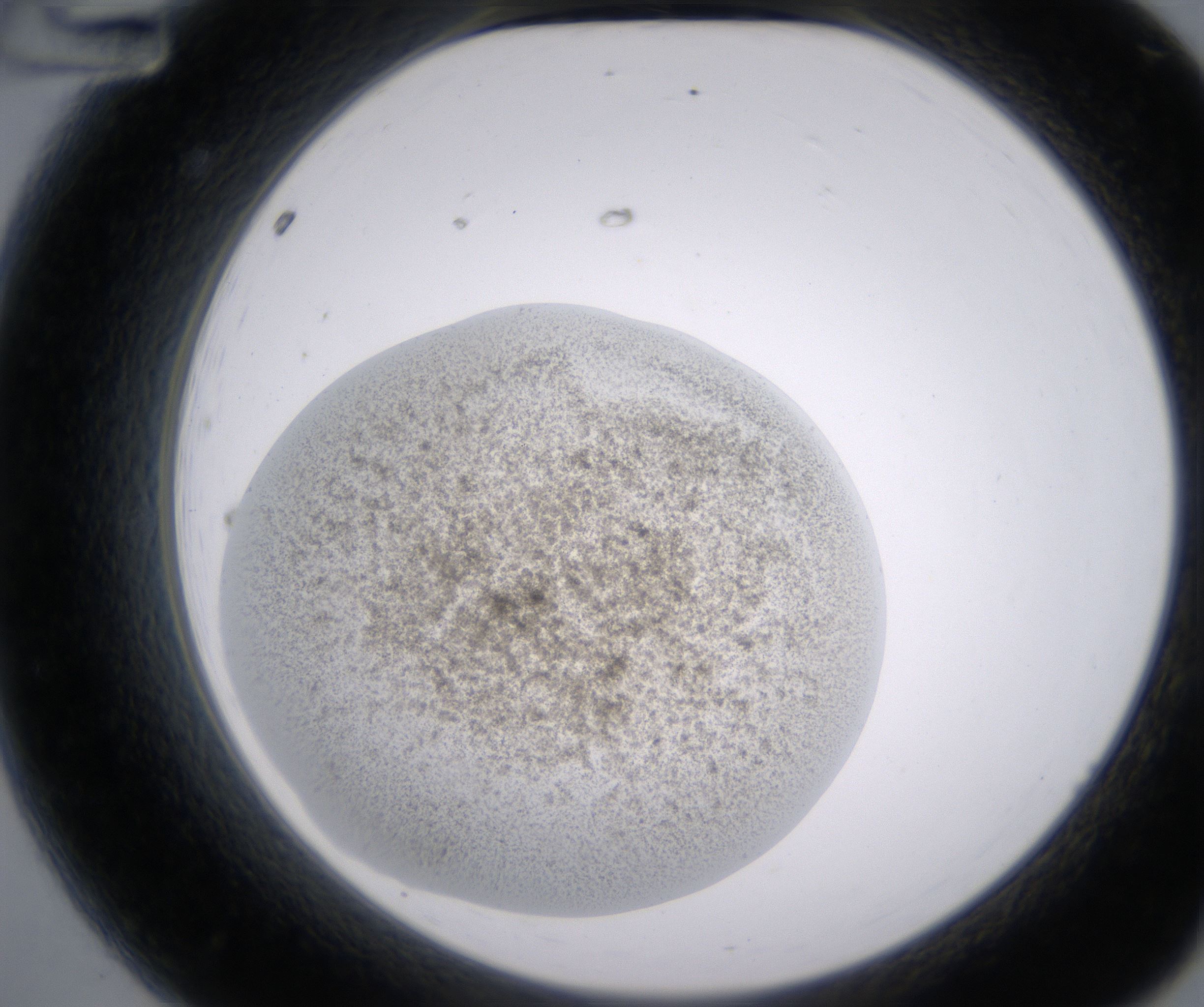 A12_HighResolution_Precipitate_2.jpg