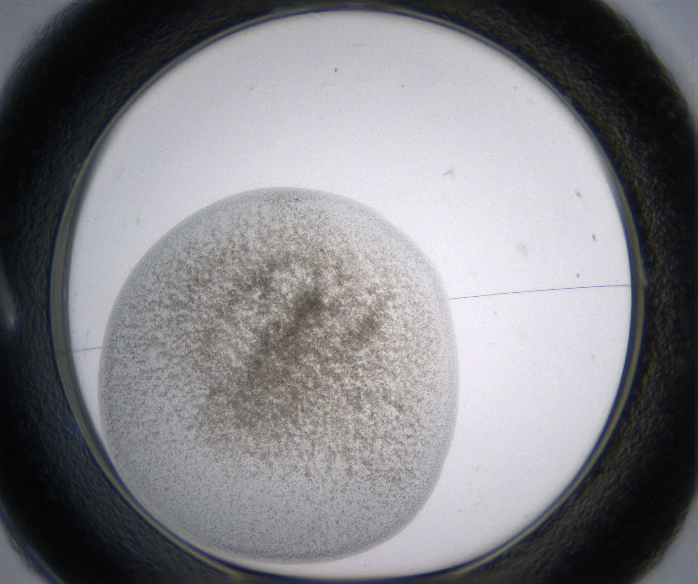 A1_HighResolution_Precipitate_1.jpg