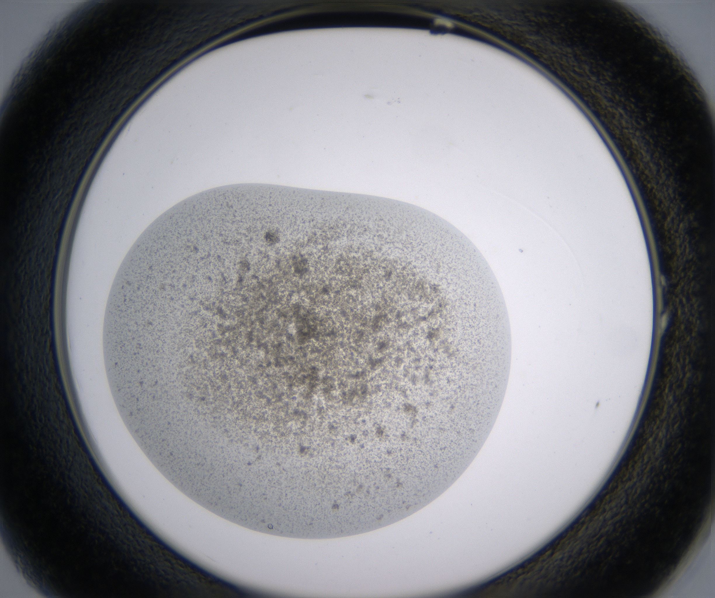 A1_HighResolution_Precipitate_2.jpg